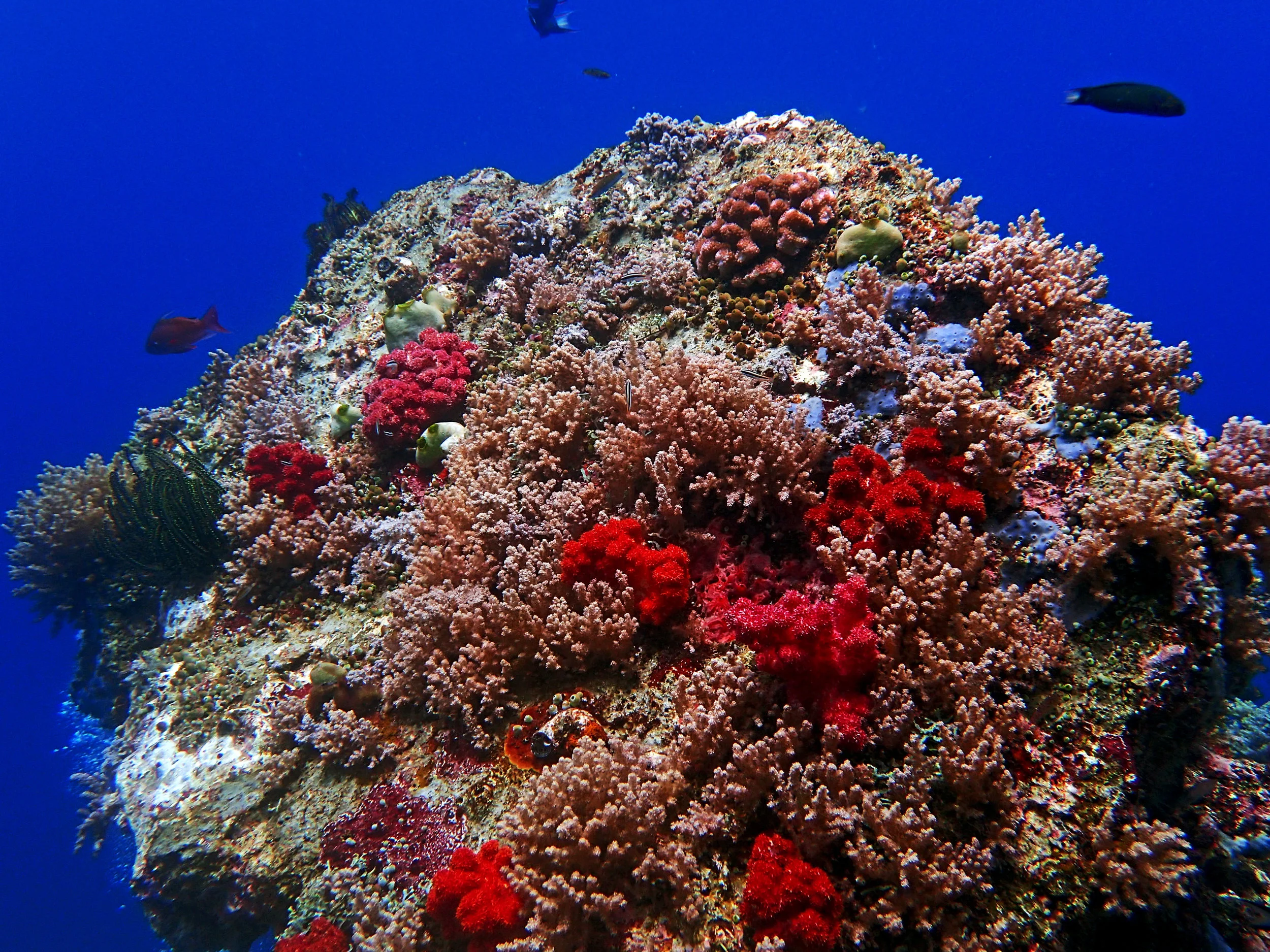Raja Ampat.jpg
