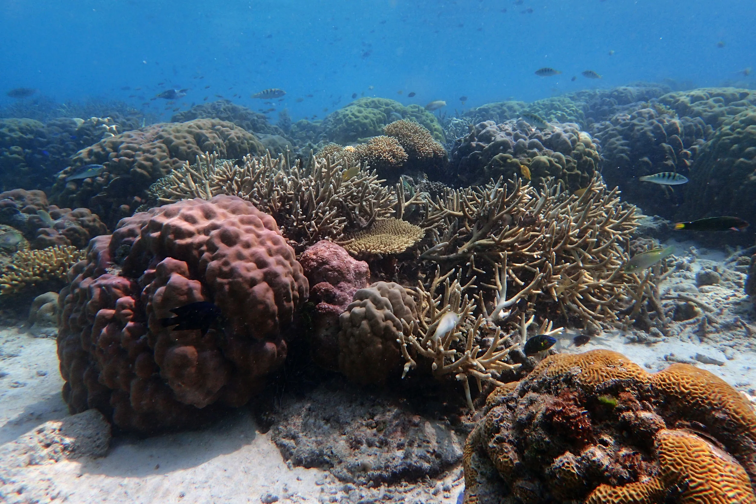 Keke Island-Makassar.jpg