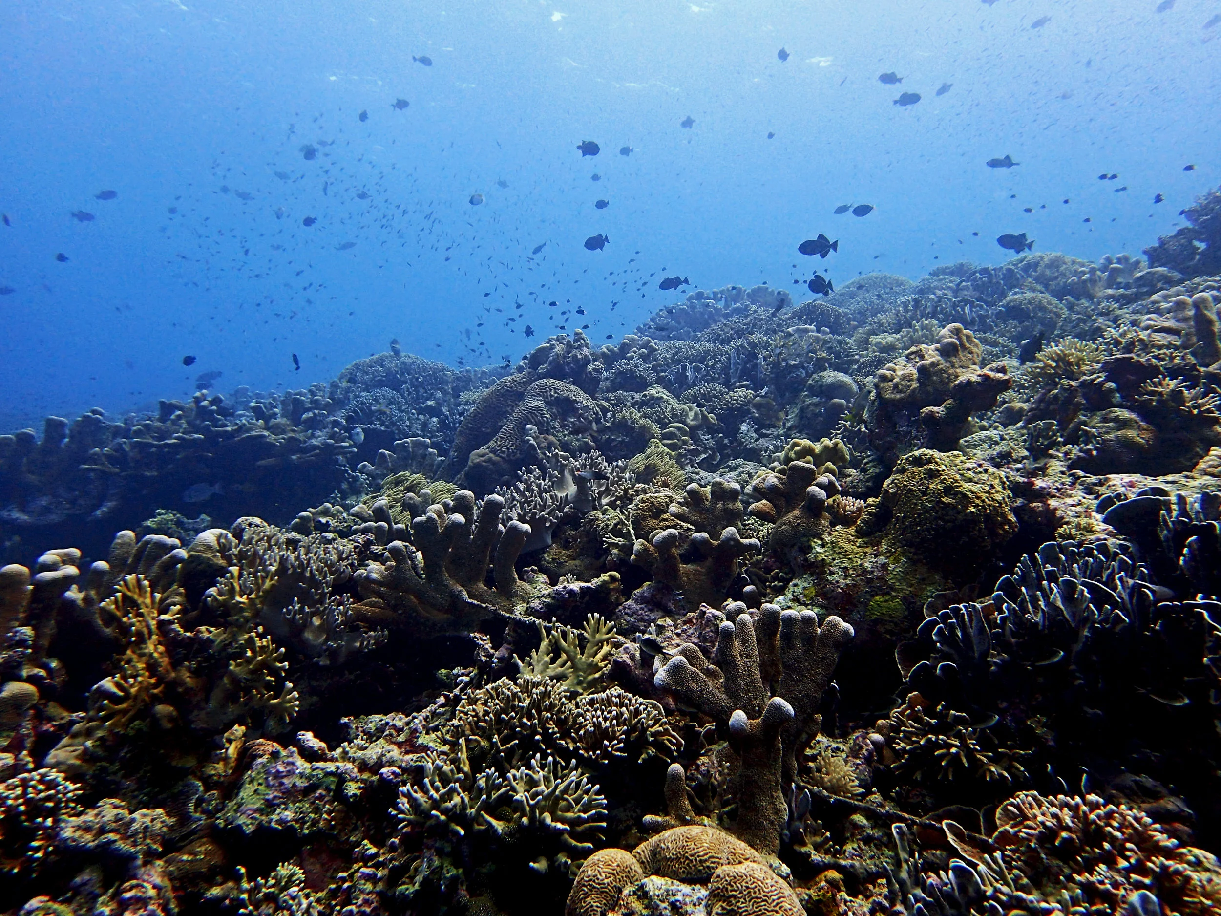 Pulau Ai.jpg