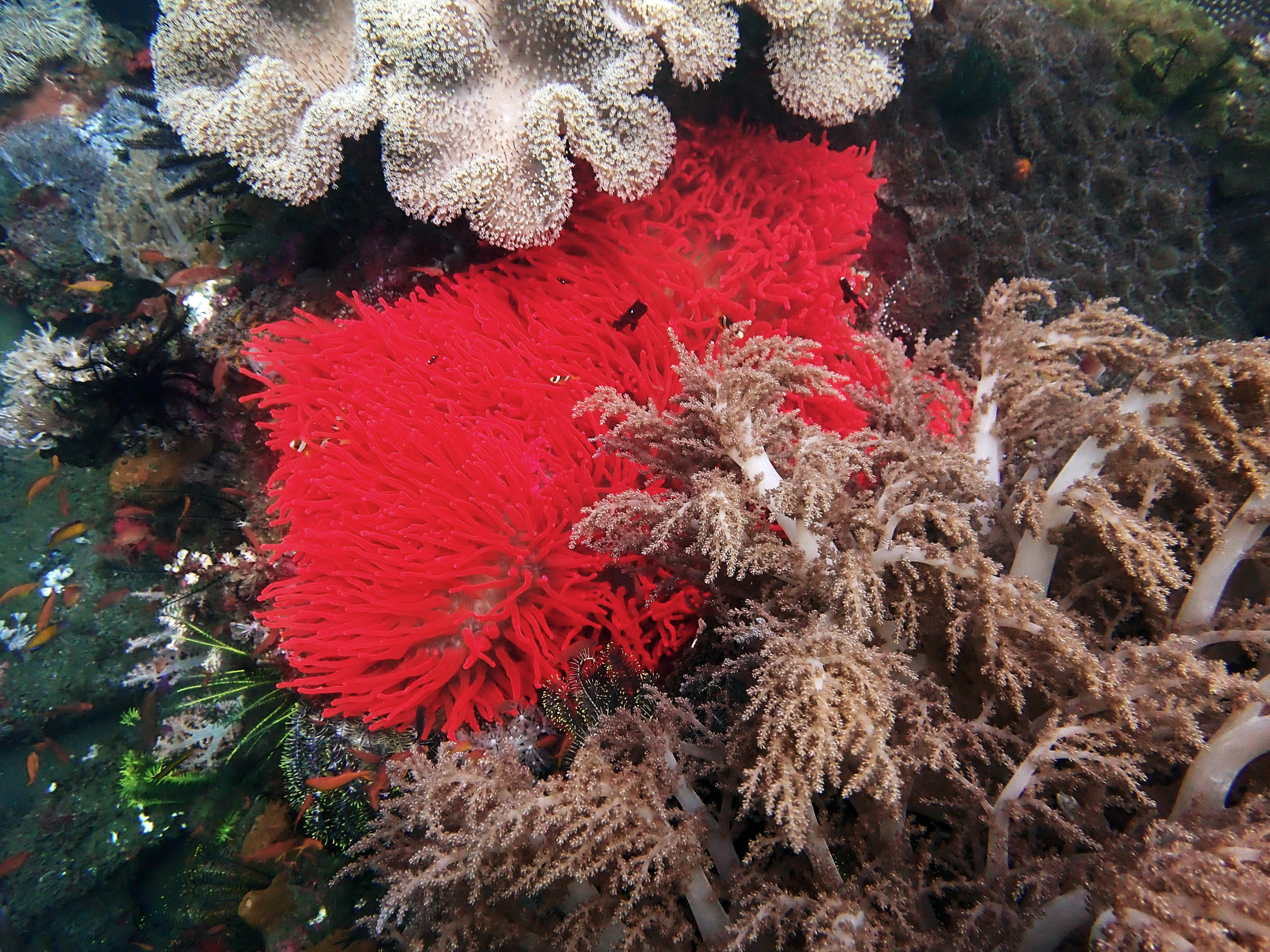flaming red anemone.jpg