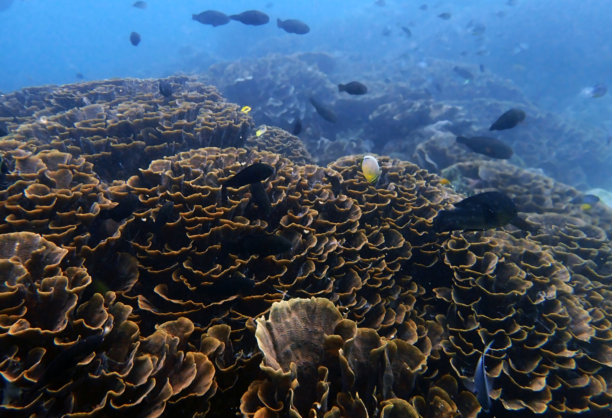 3d coral Komodo.jpg