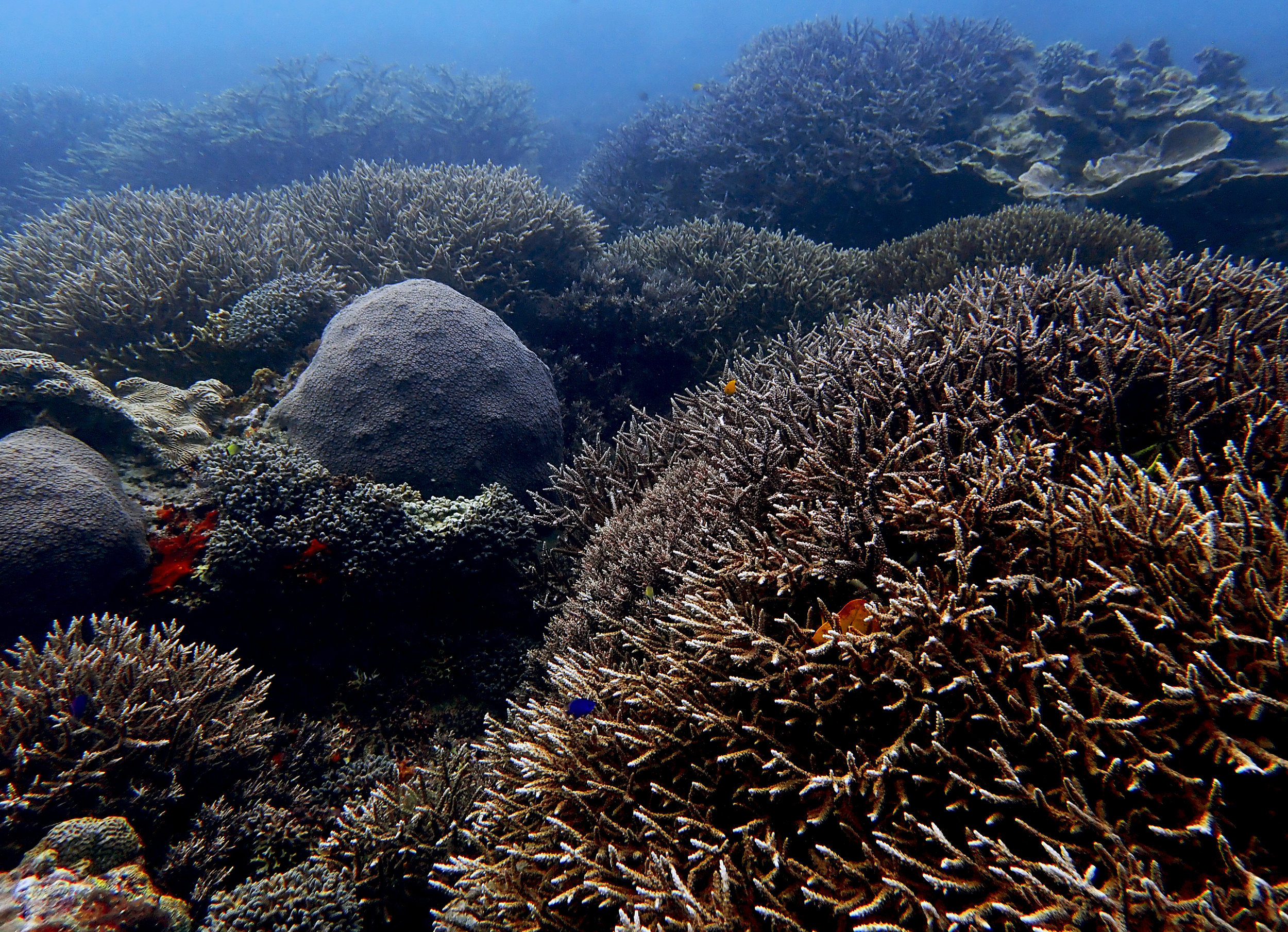 Siaba Besar coral mecca.jpg