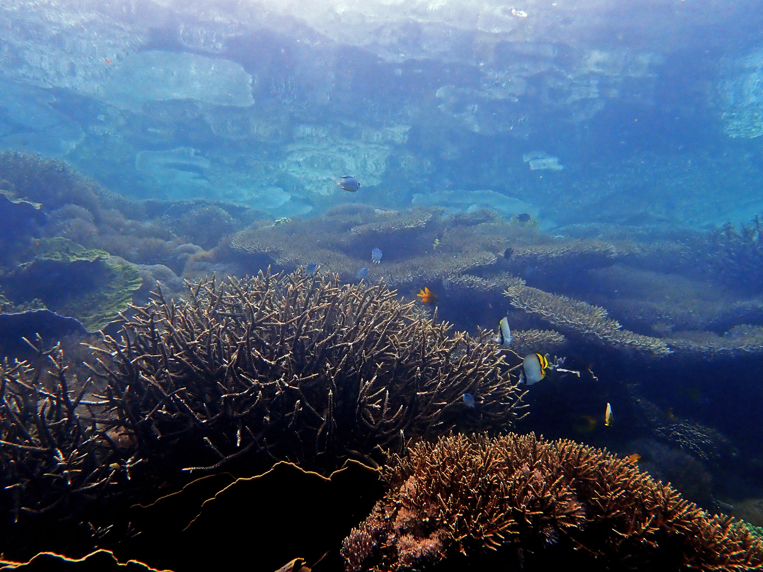 corals reflected on surface.jpg