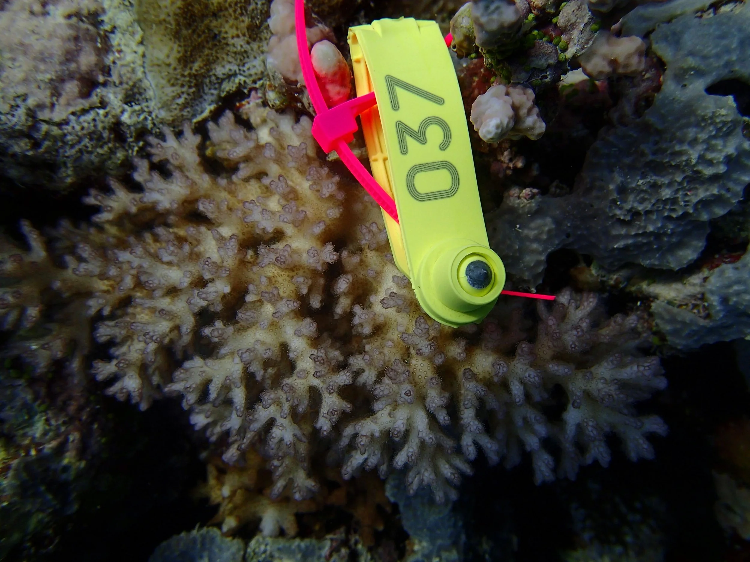 SoPd61
