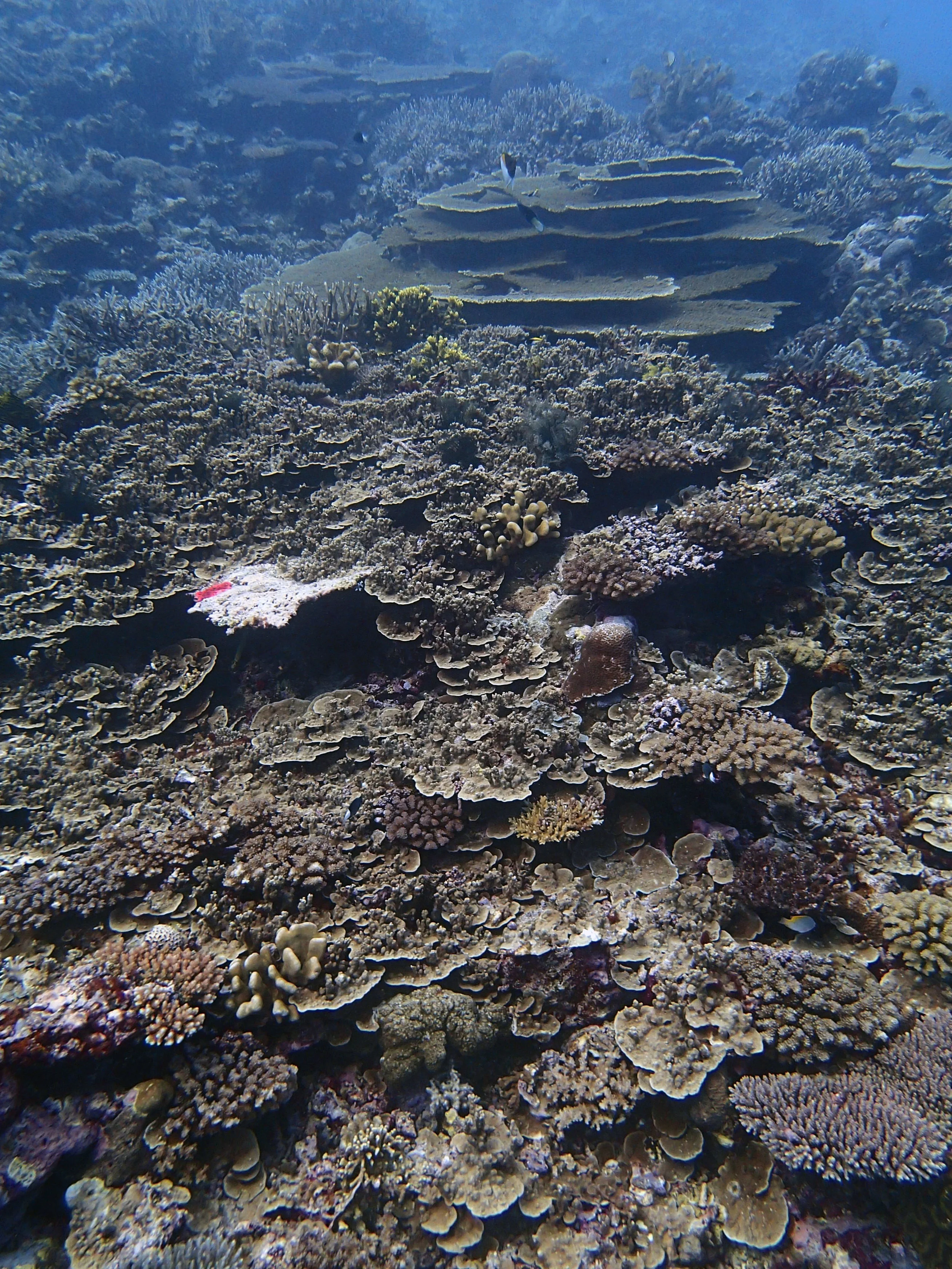 awesome site at Marovo.jpg