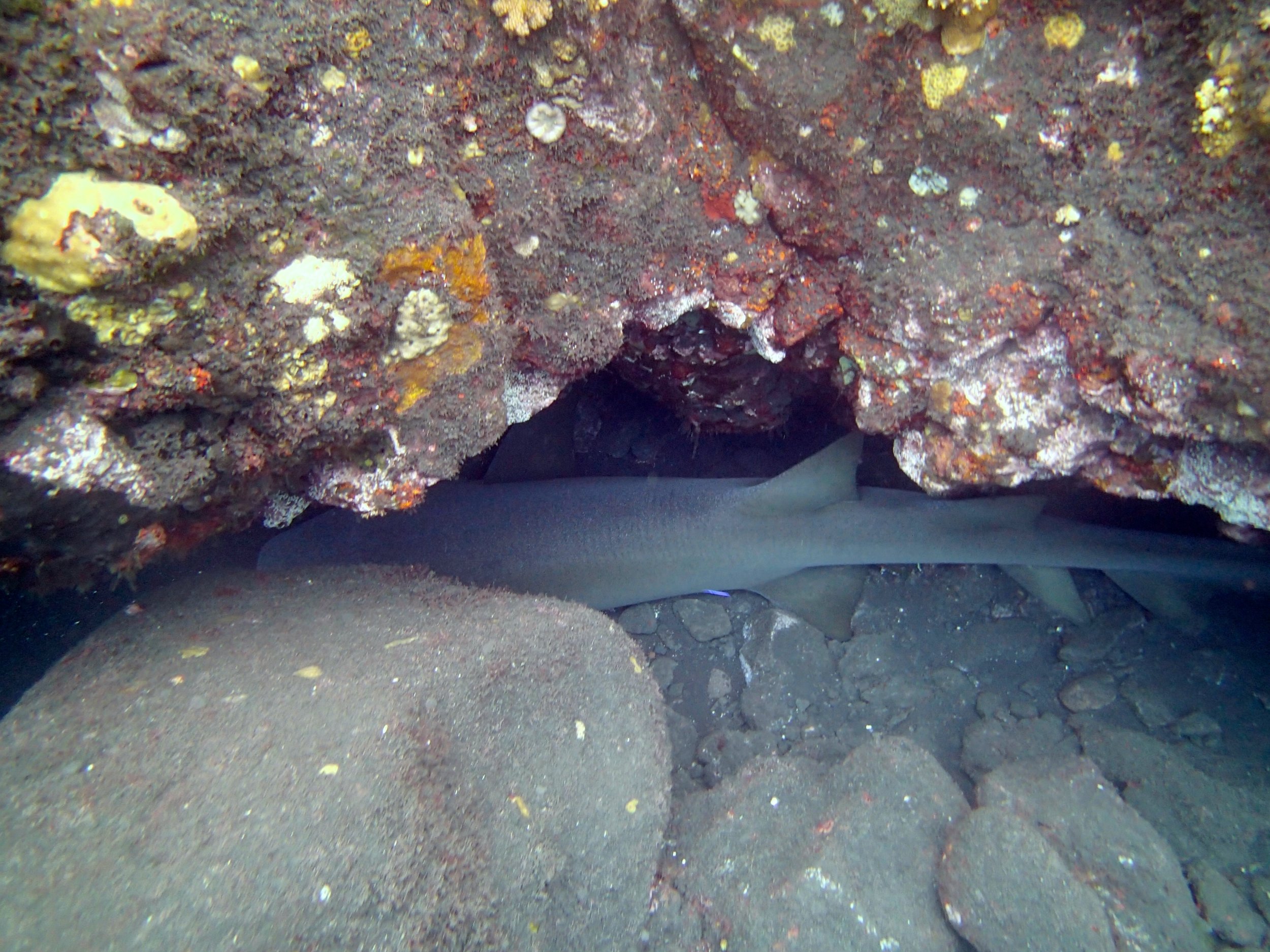 nurse shark.jpg