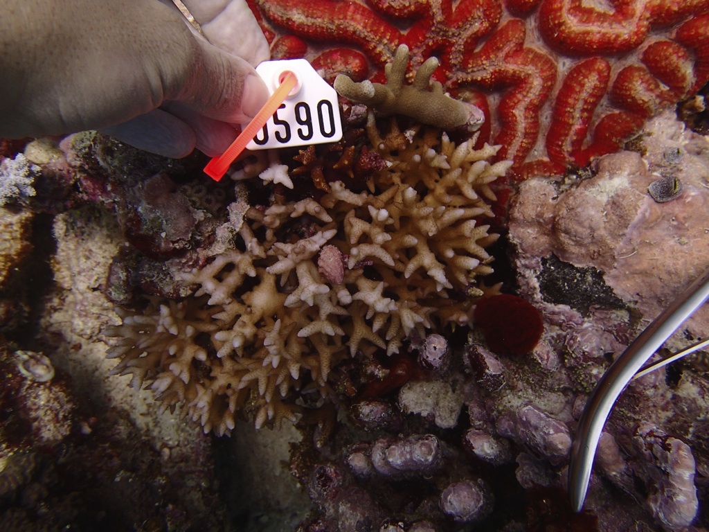 SoSe50