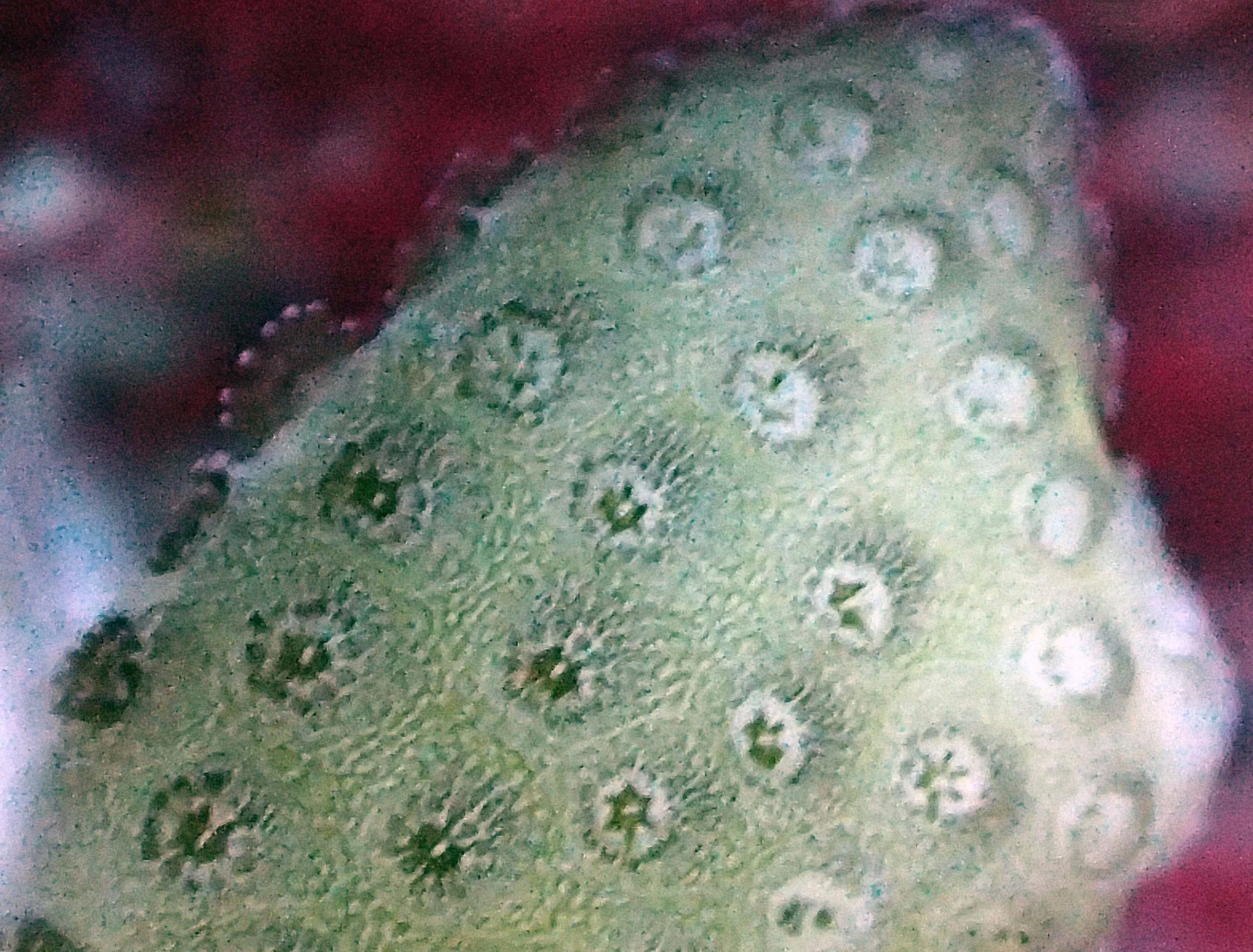 PB050517.jpg