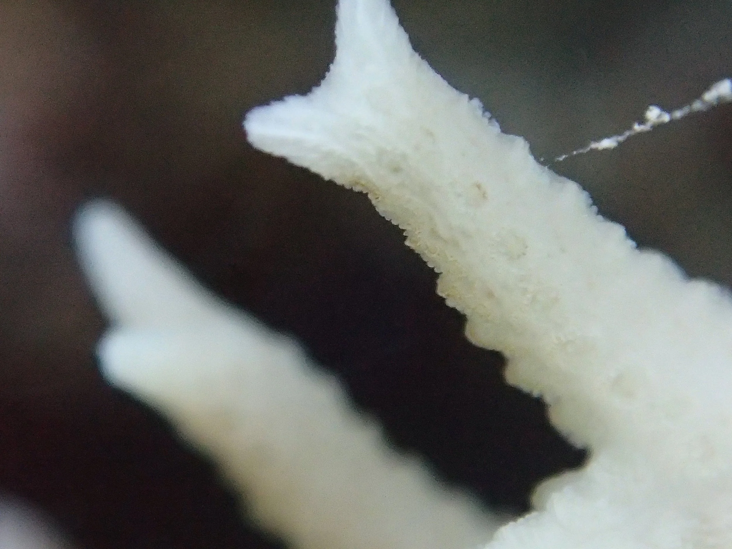 PB131077.jpg
