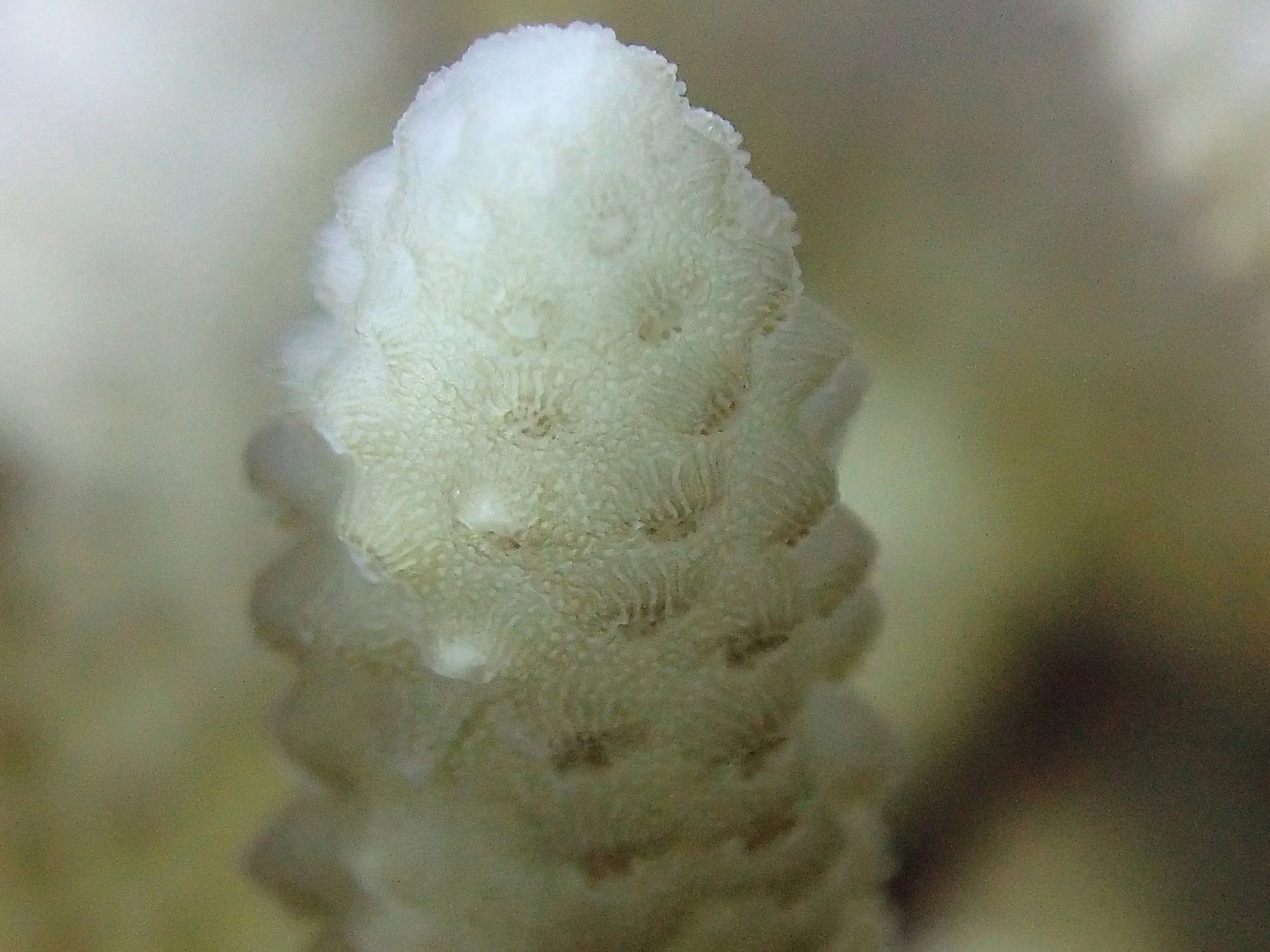 PB171031.jpg