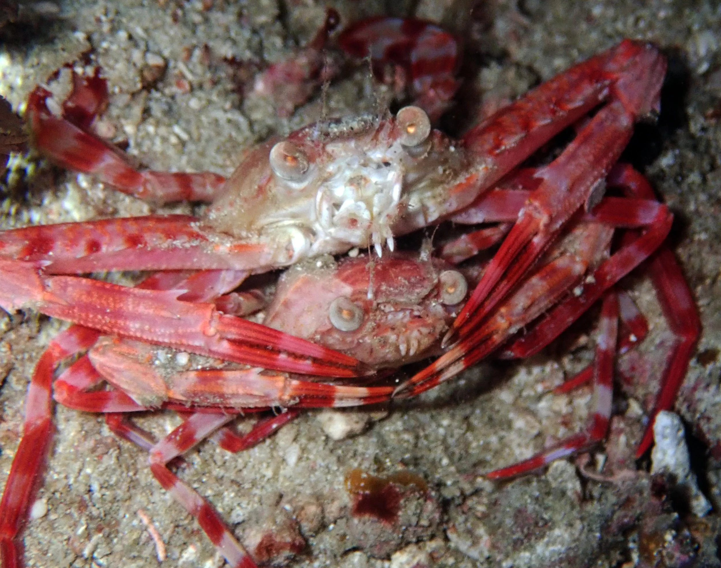 mating crabs.jpg