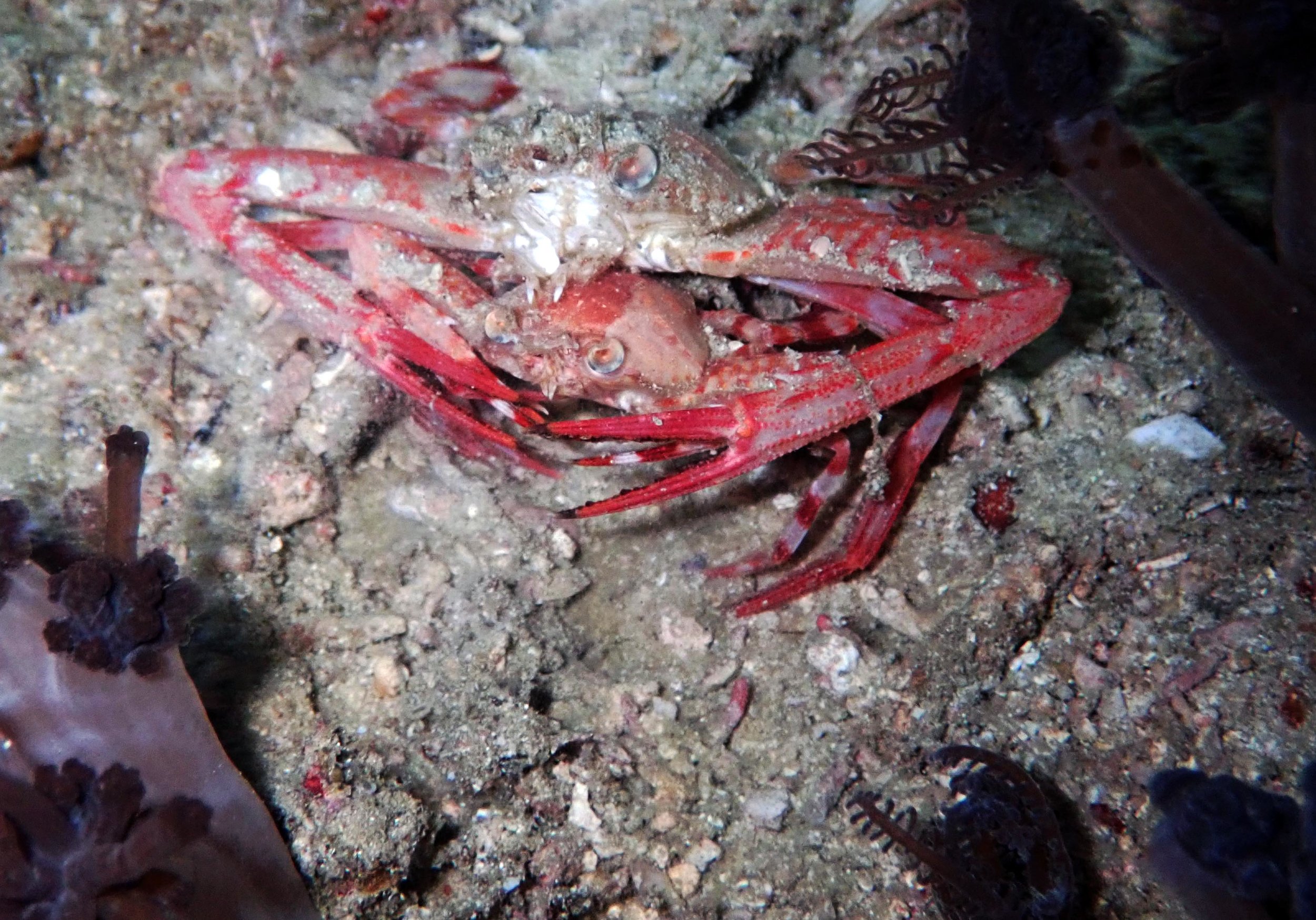 mating crabs.jpg