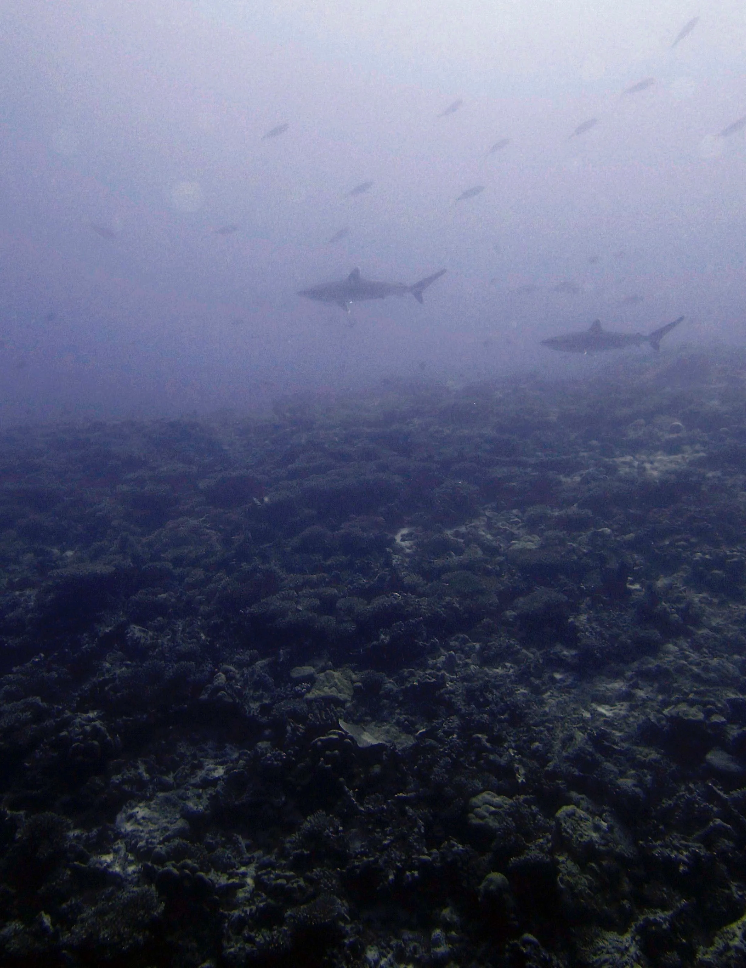 P3100382.jpg