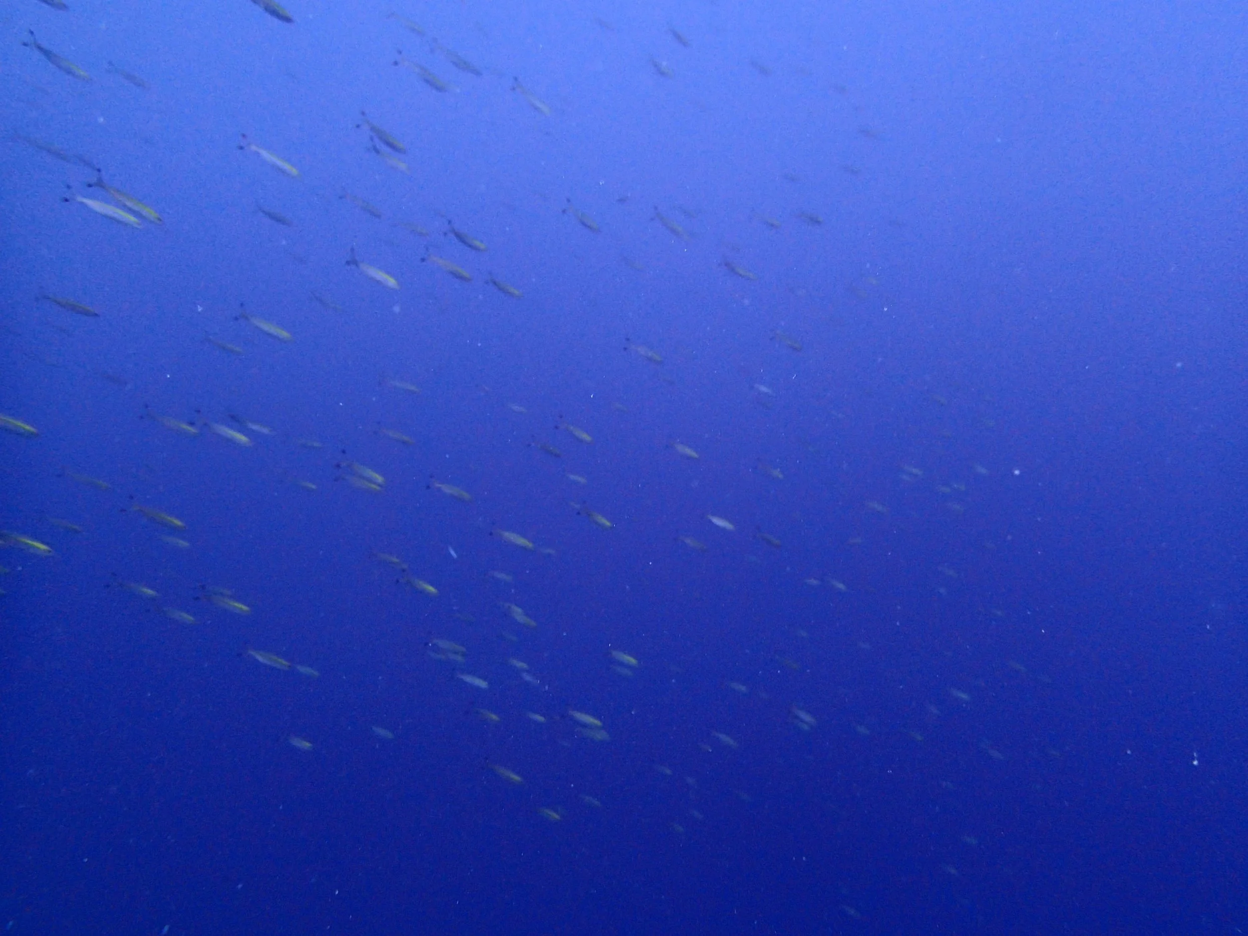 P3110423.jpg