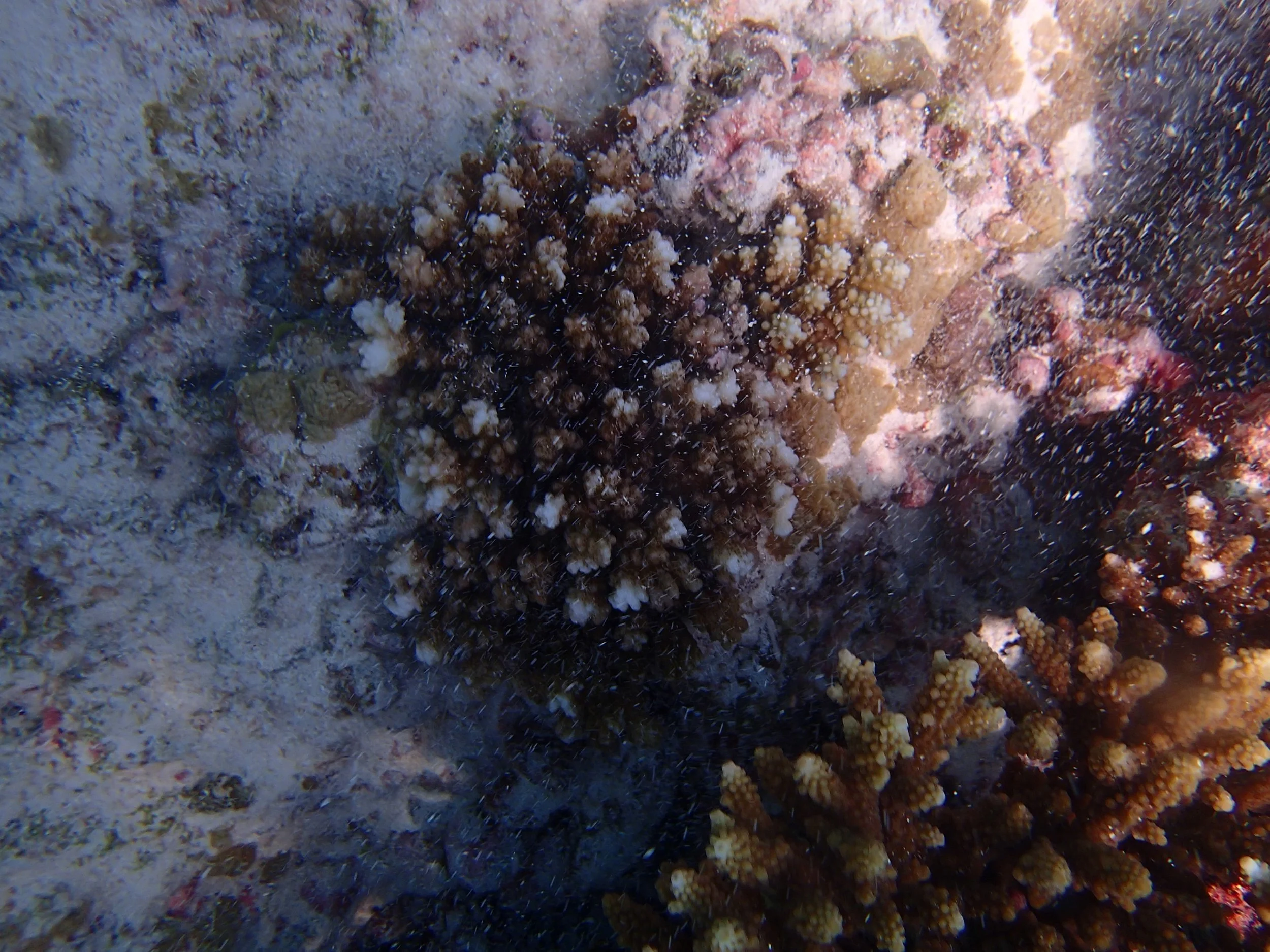 P3140350.jpg
