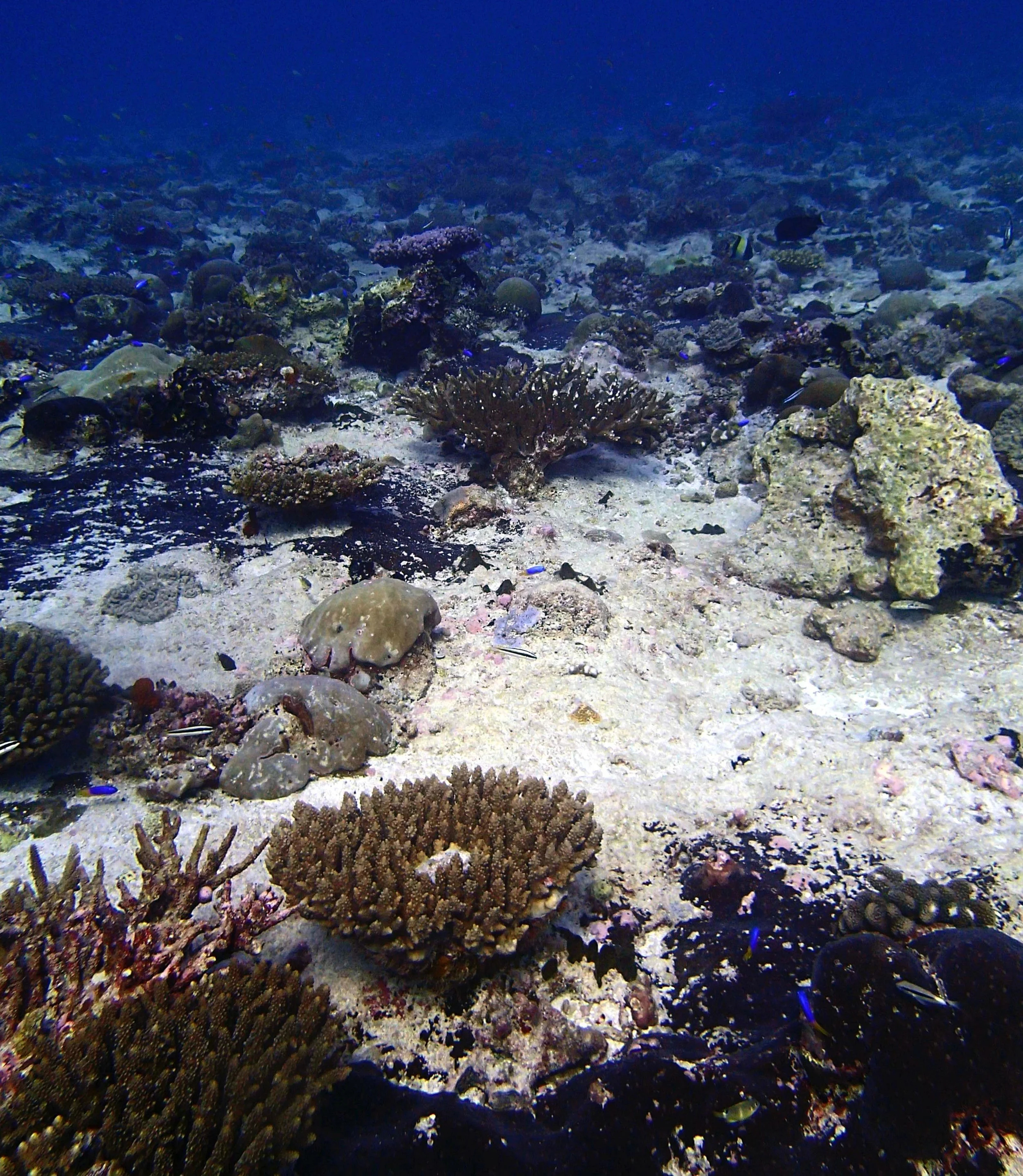 P3150280.jpg