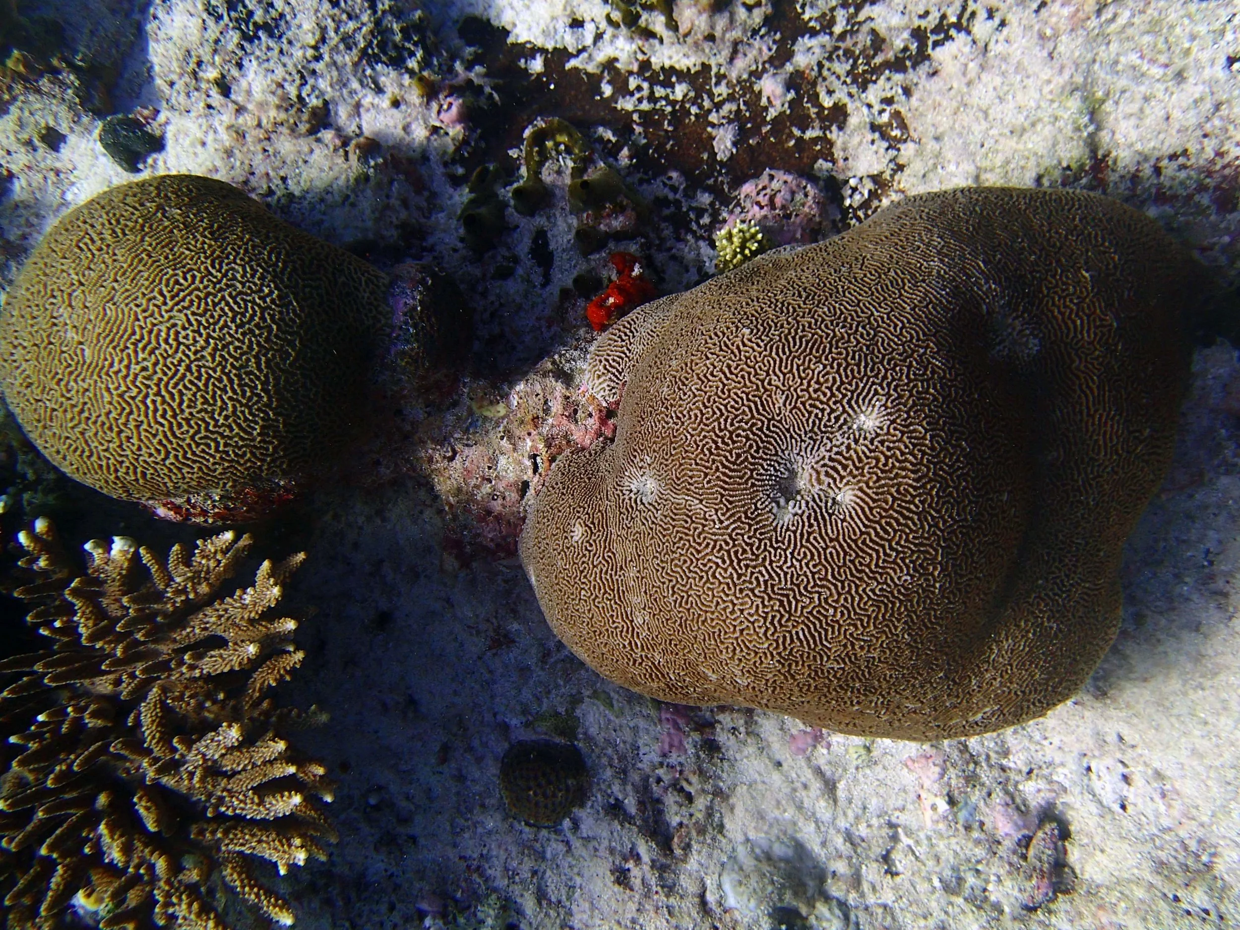 P3150279.jpg