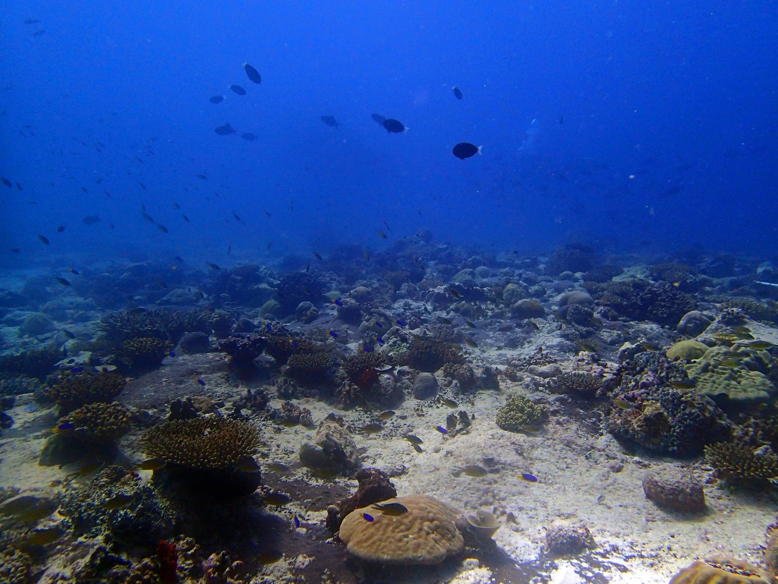 P3150299.jpg