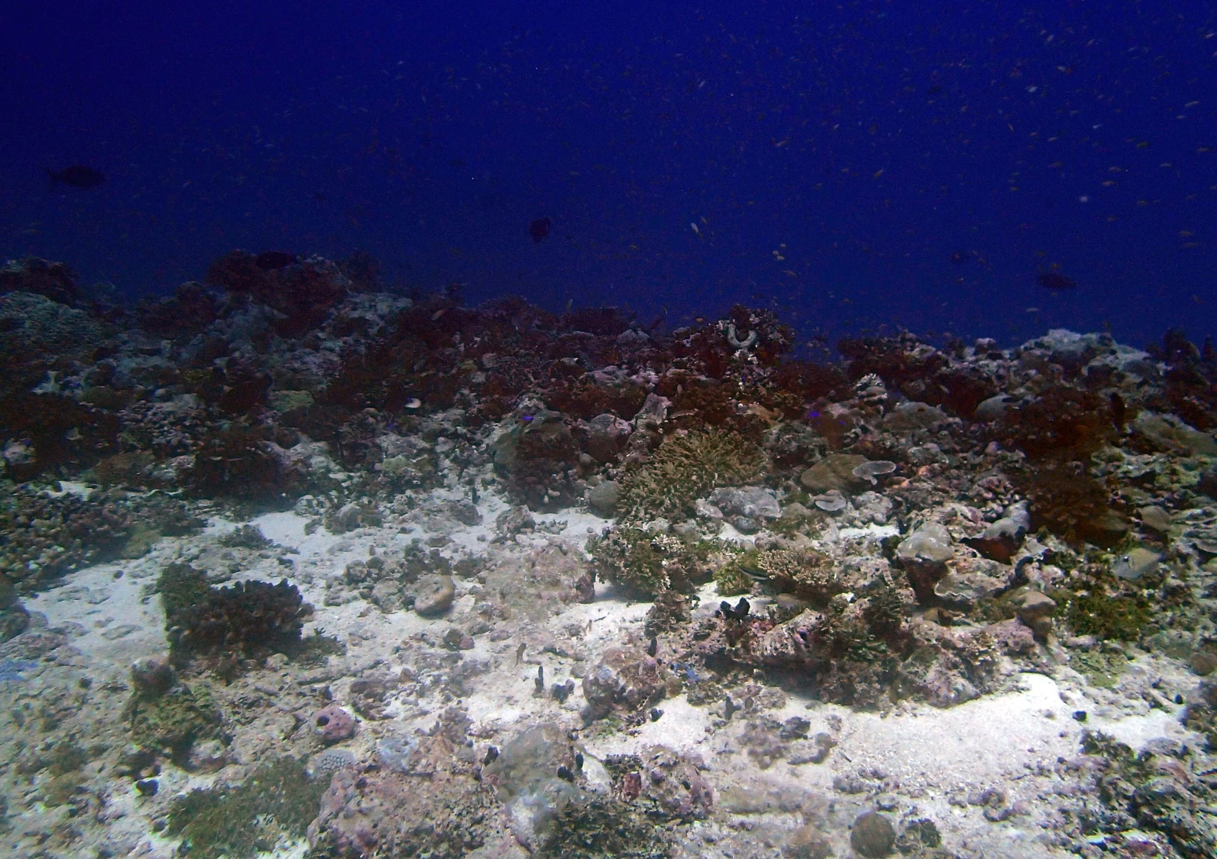 P3170439.jpg