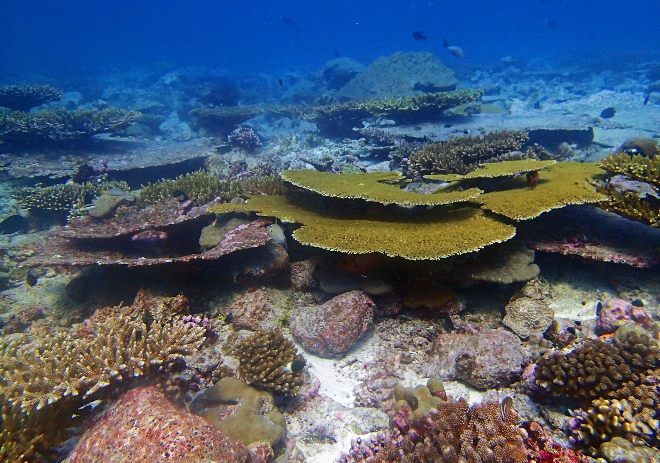 P3170439.jpg