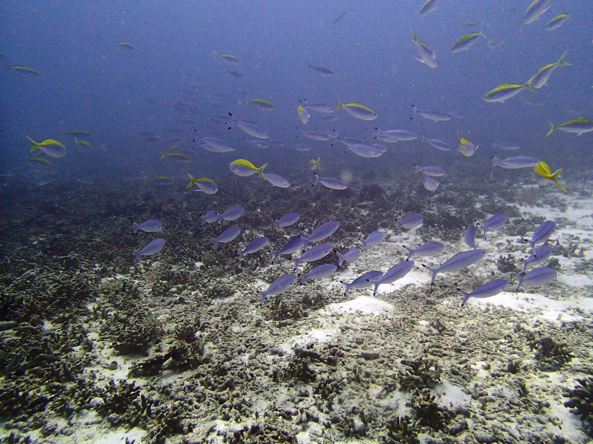 P3190444.jpg