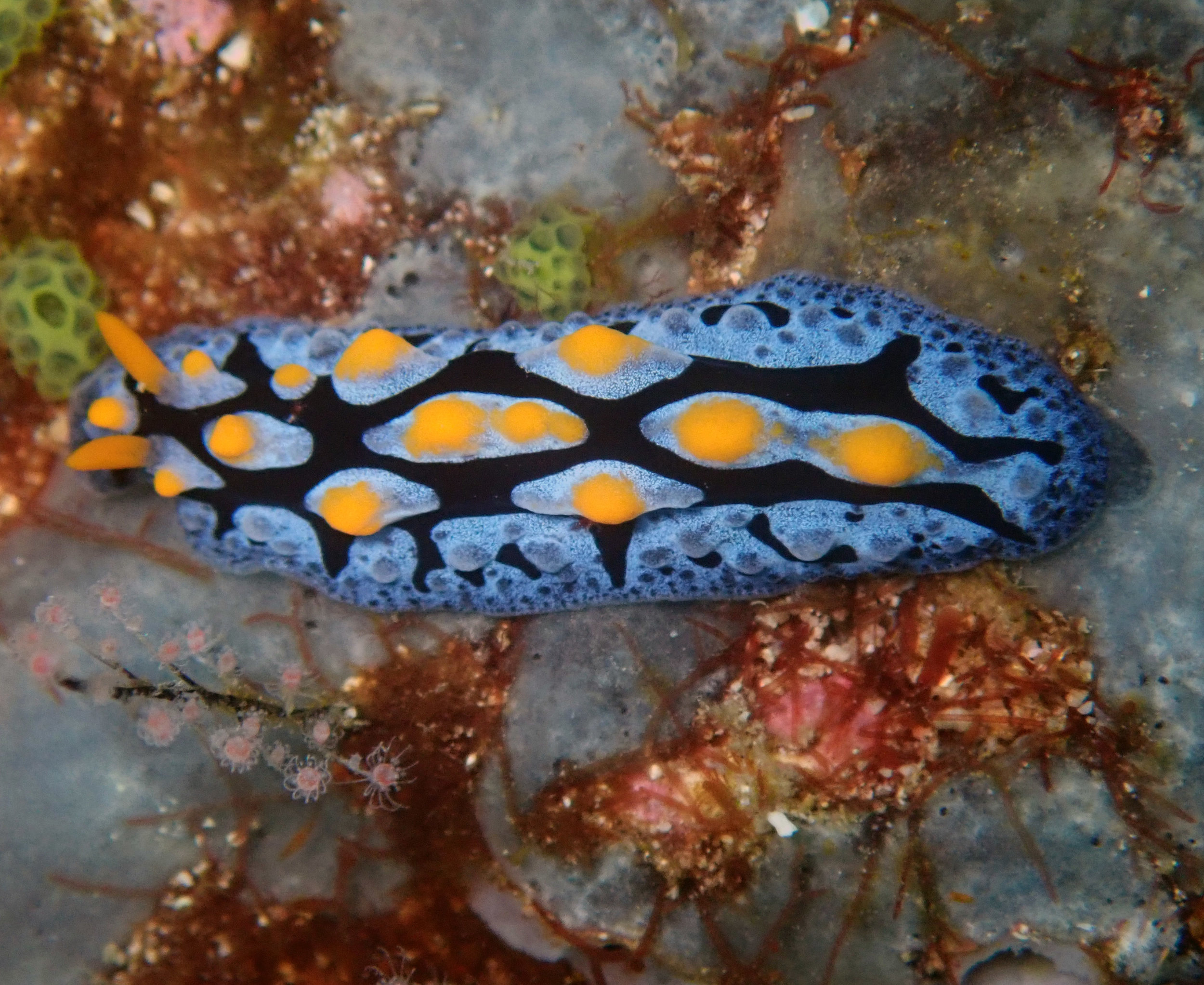 nudibranch.jpg
