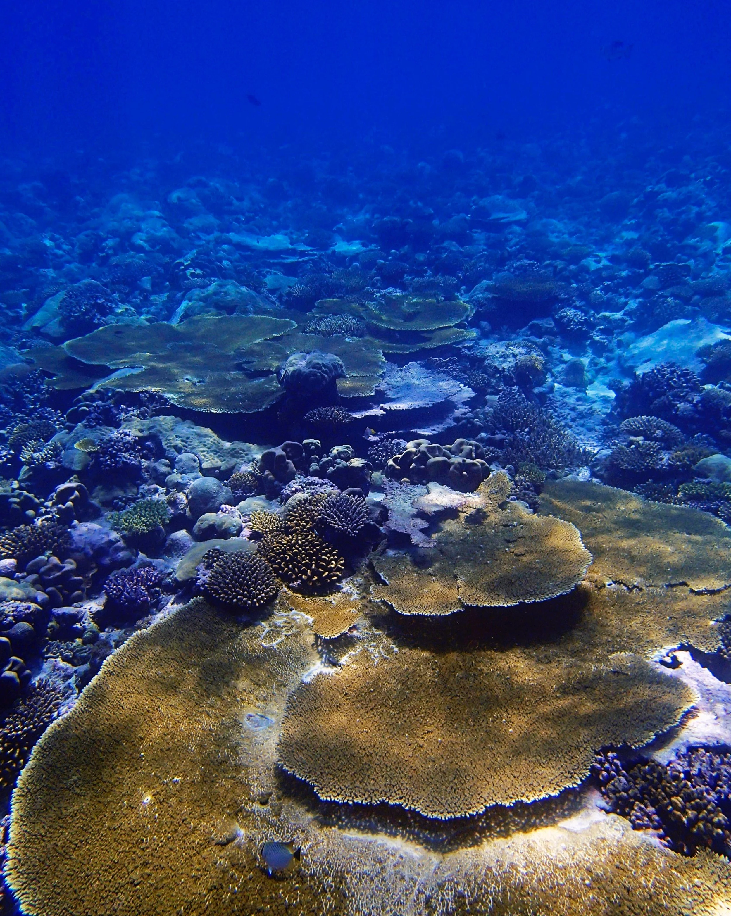 P3210585.jpg