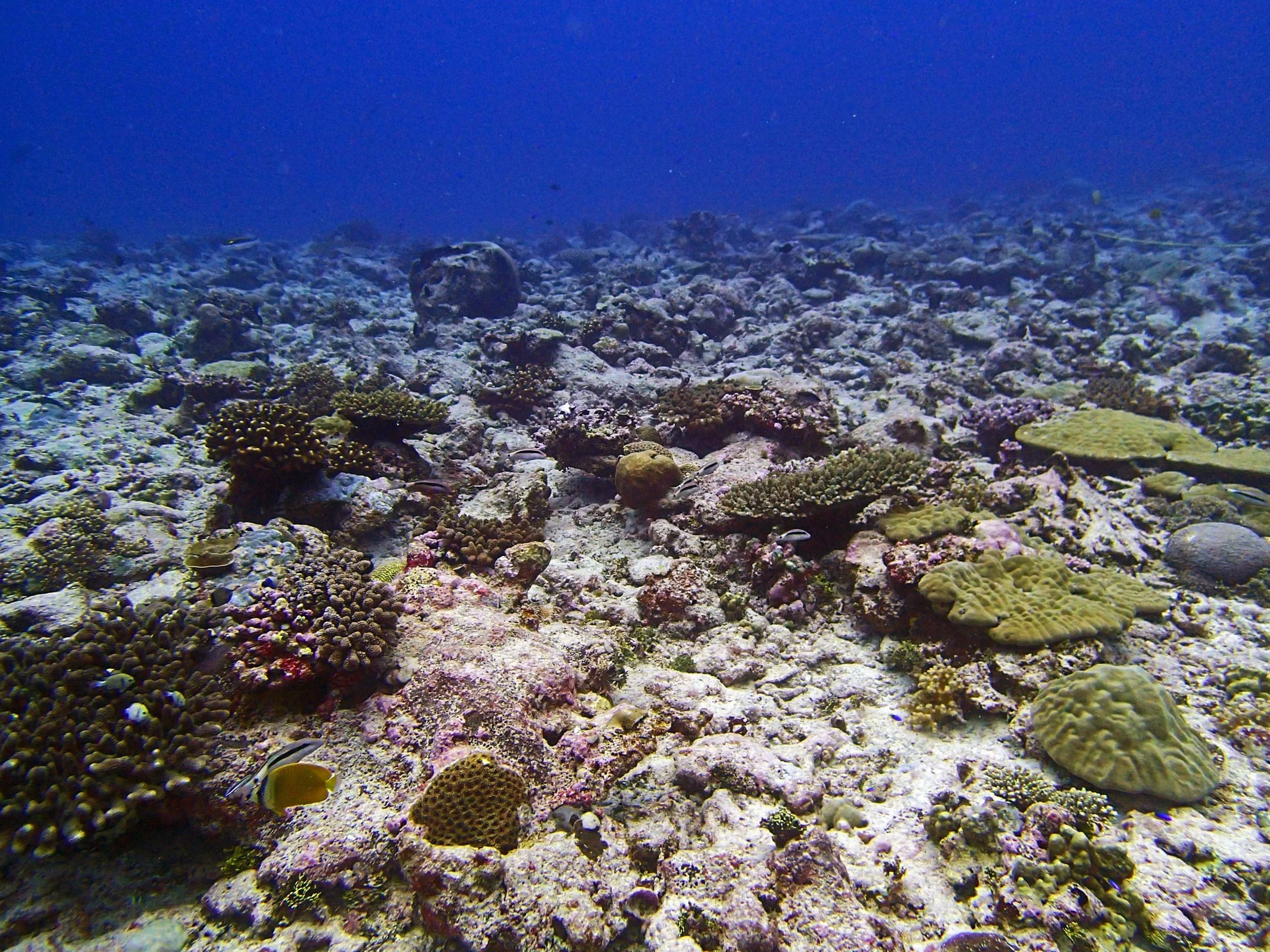 P3250474.jpg