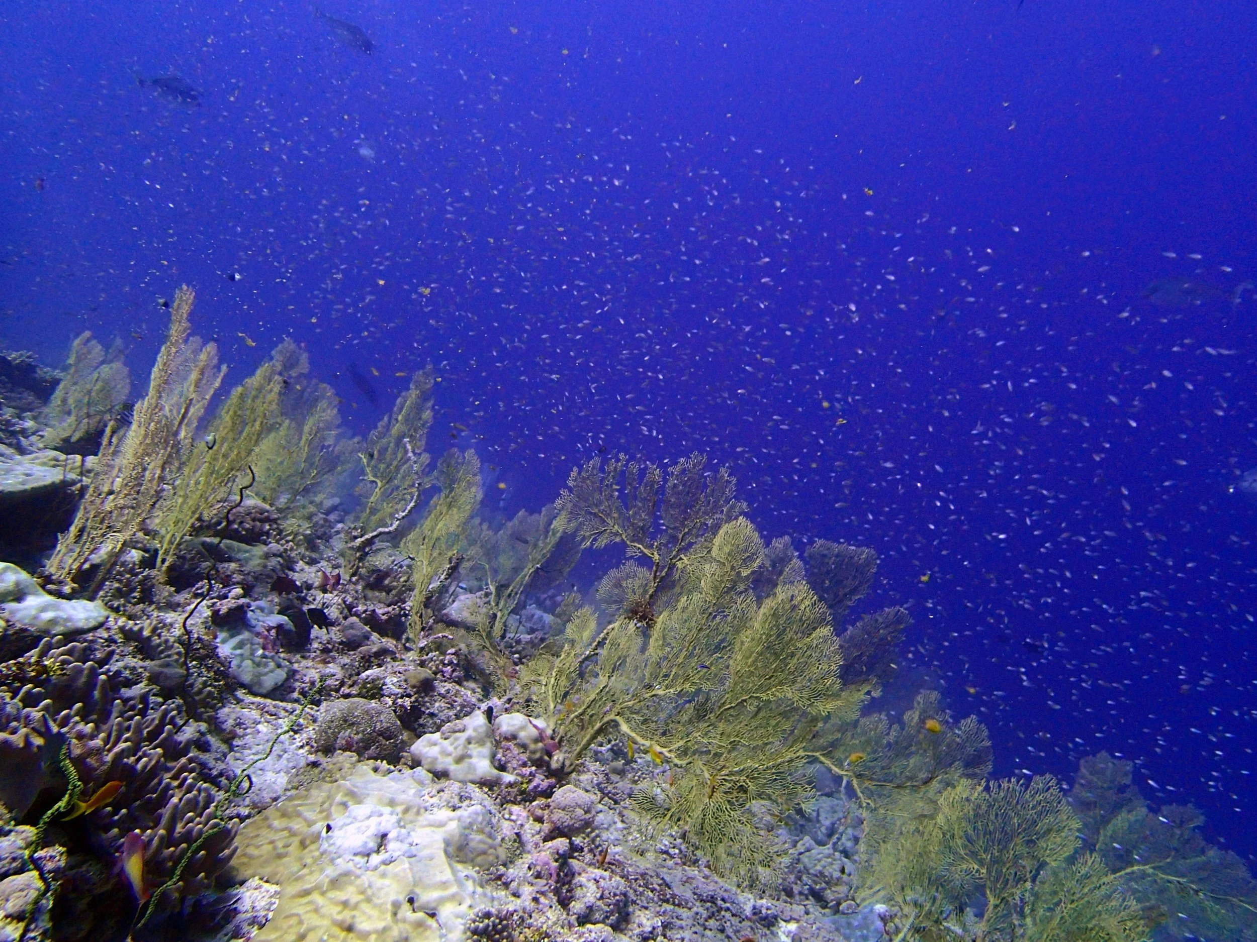 P4140654.jpg