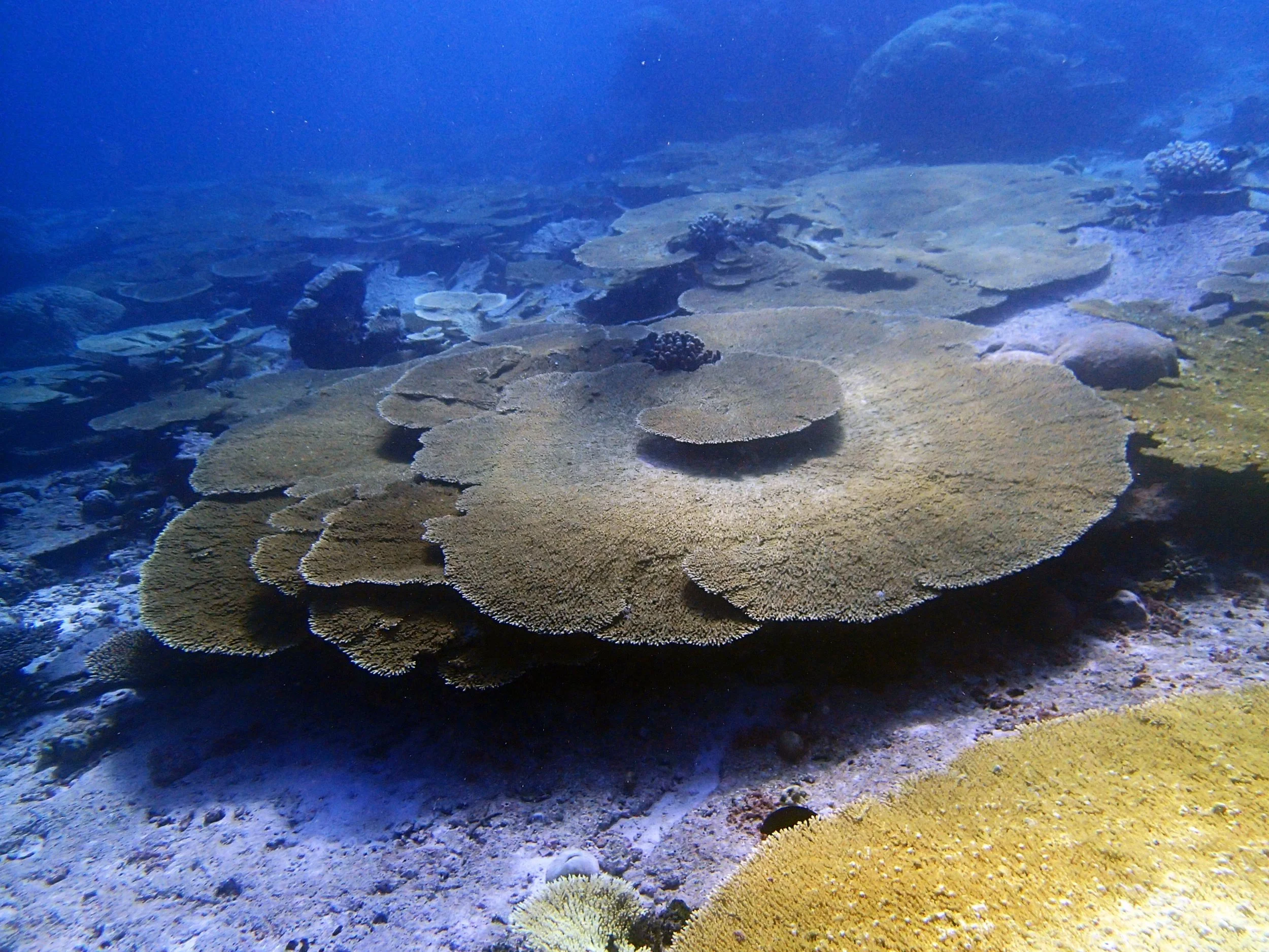 P4140652.jpg