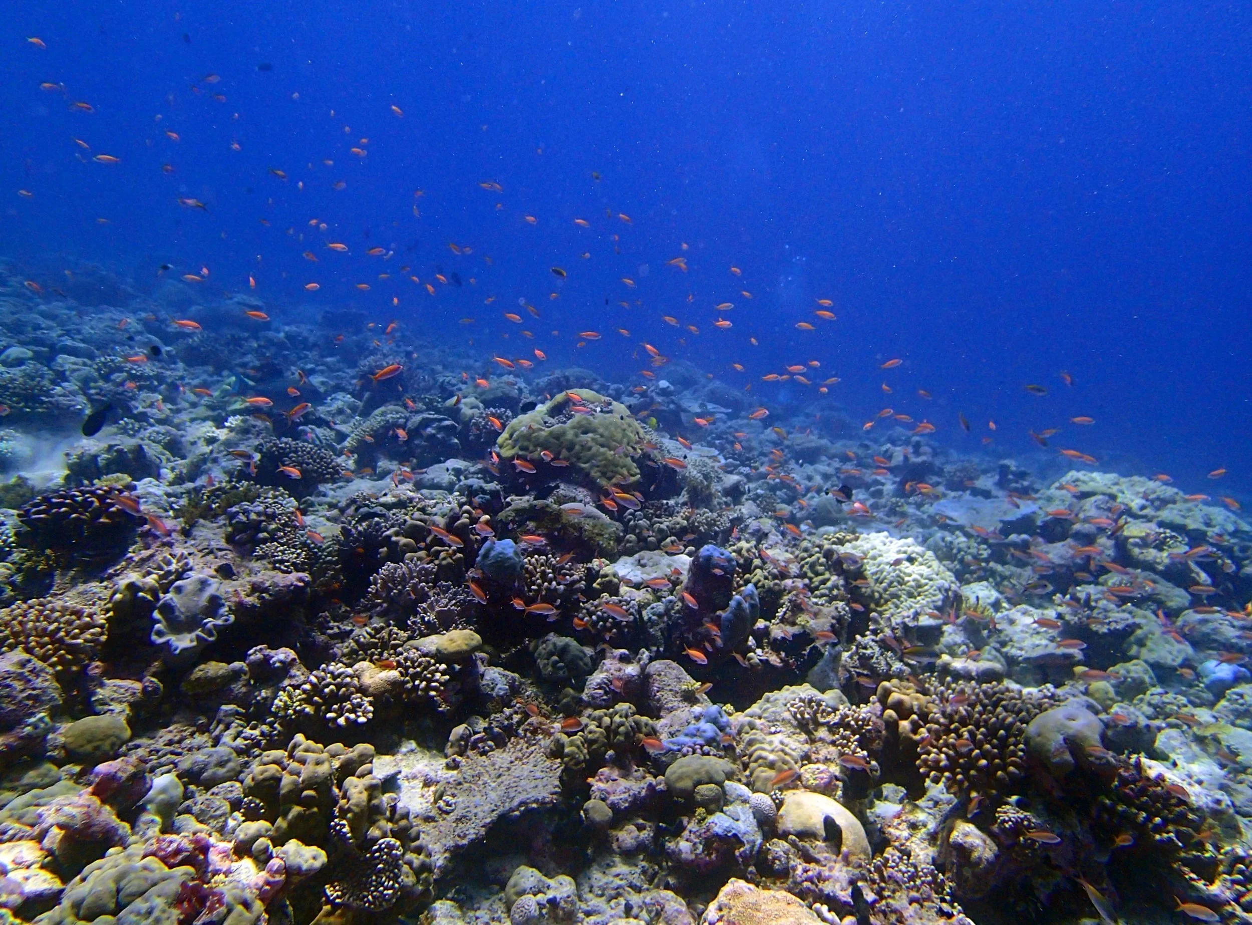 P4150694.jpg