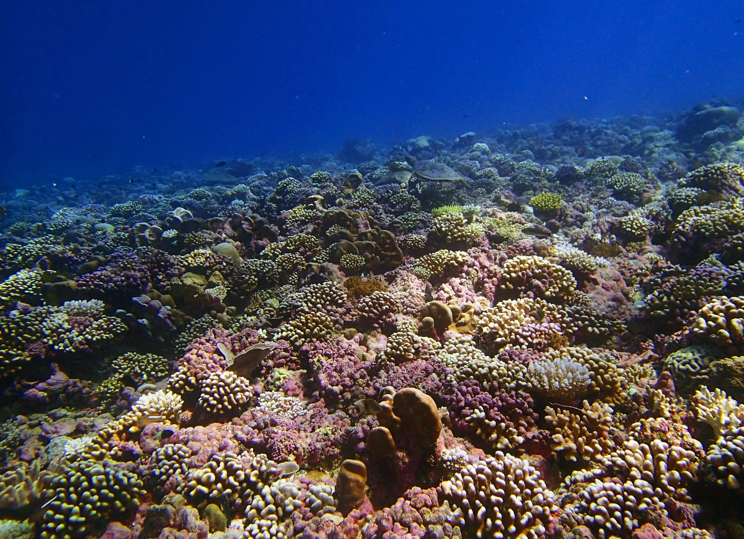 P4220894.jpg