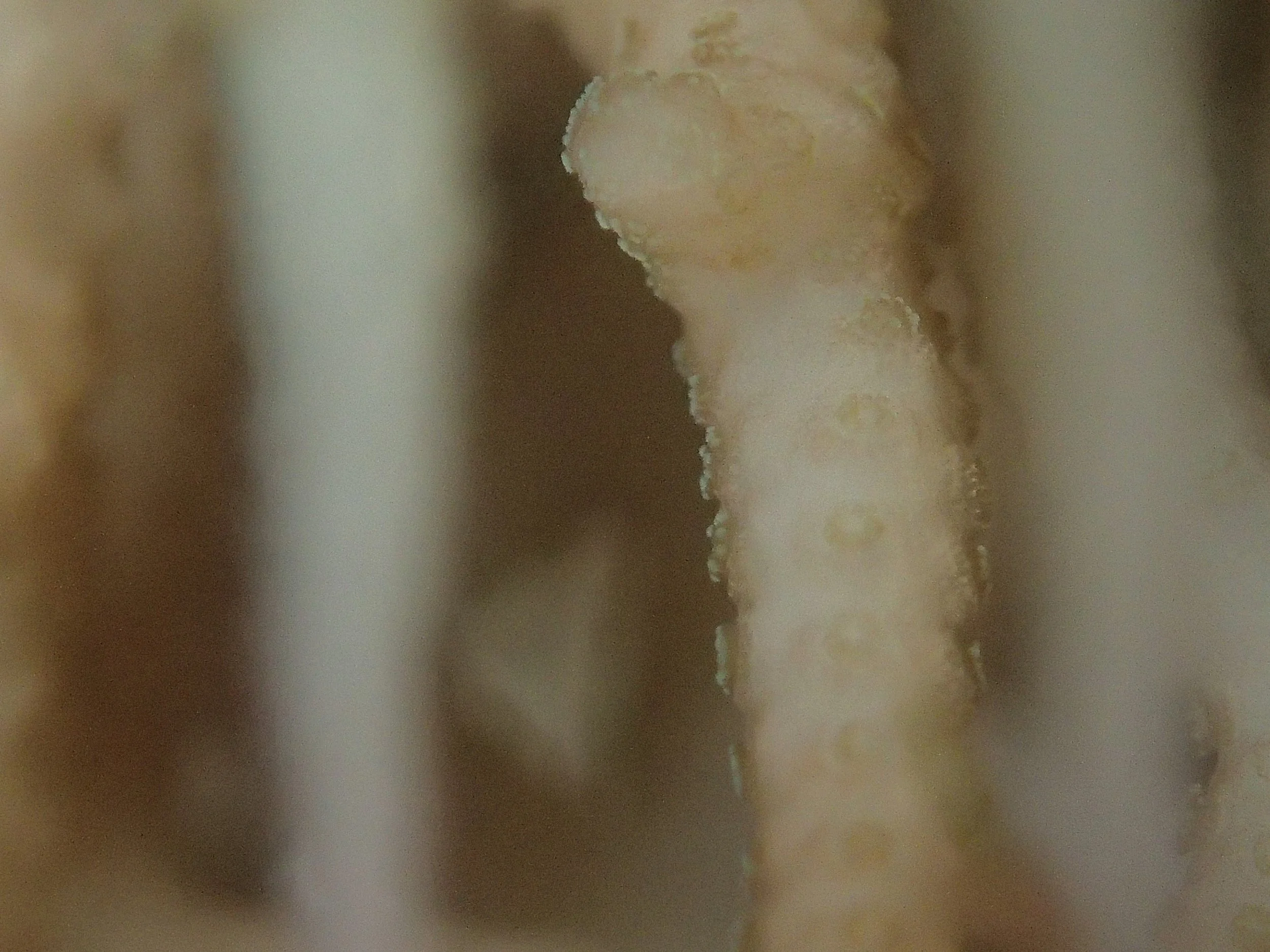 P4200847.jpg