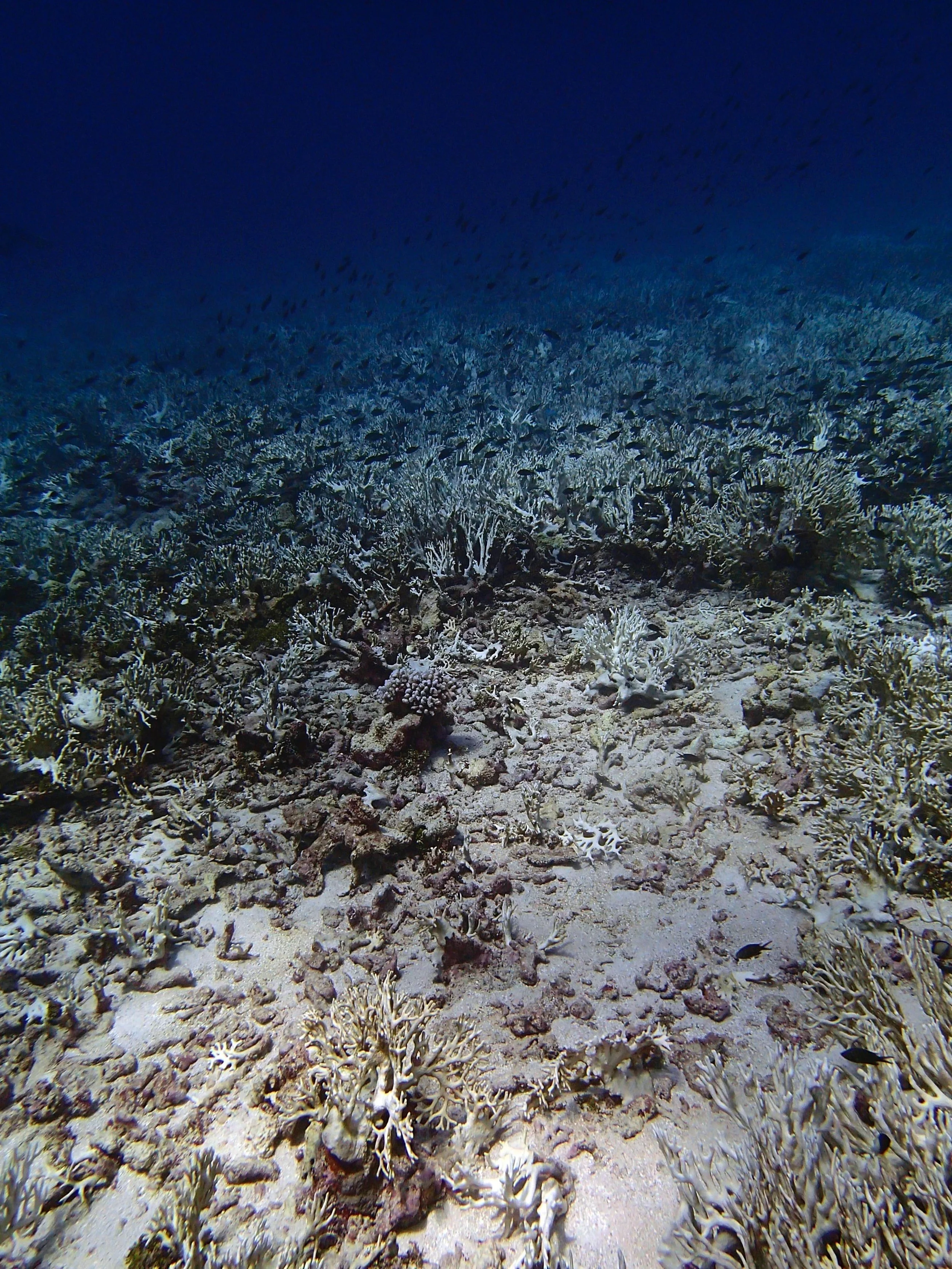 P4300992.jpg