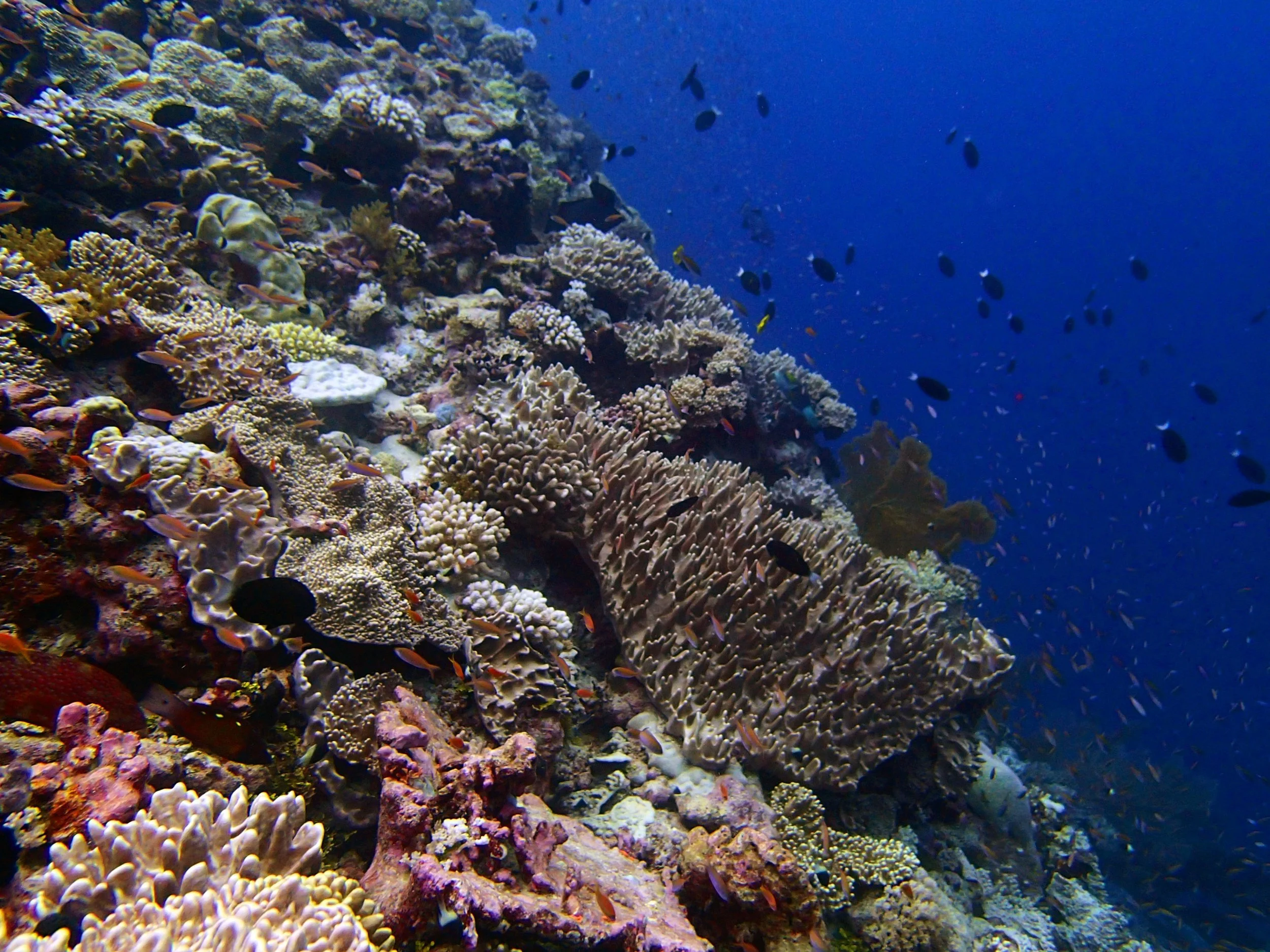P4250878.jpg