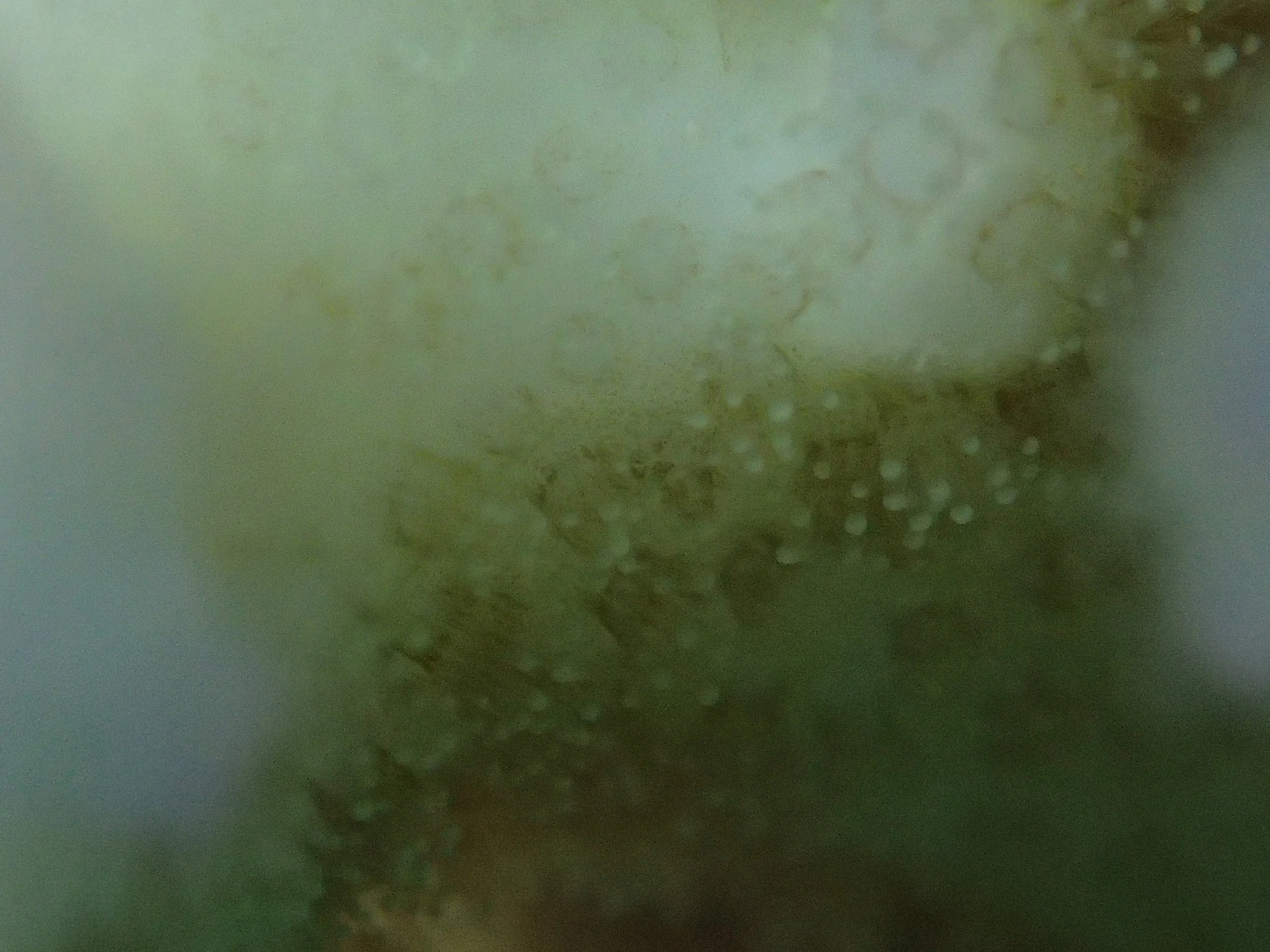 P4260846.jpg