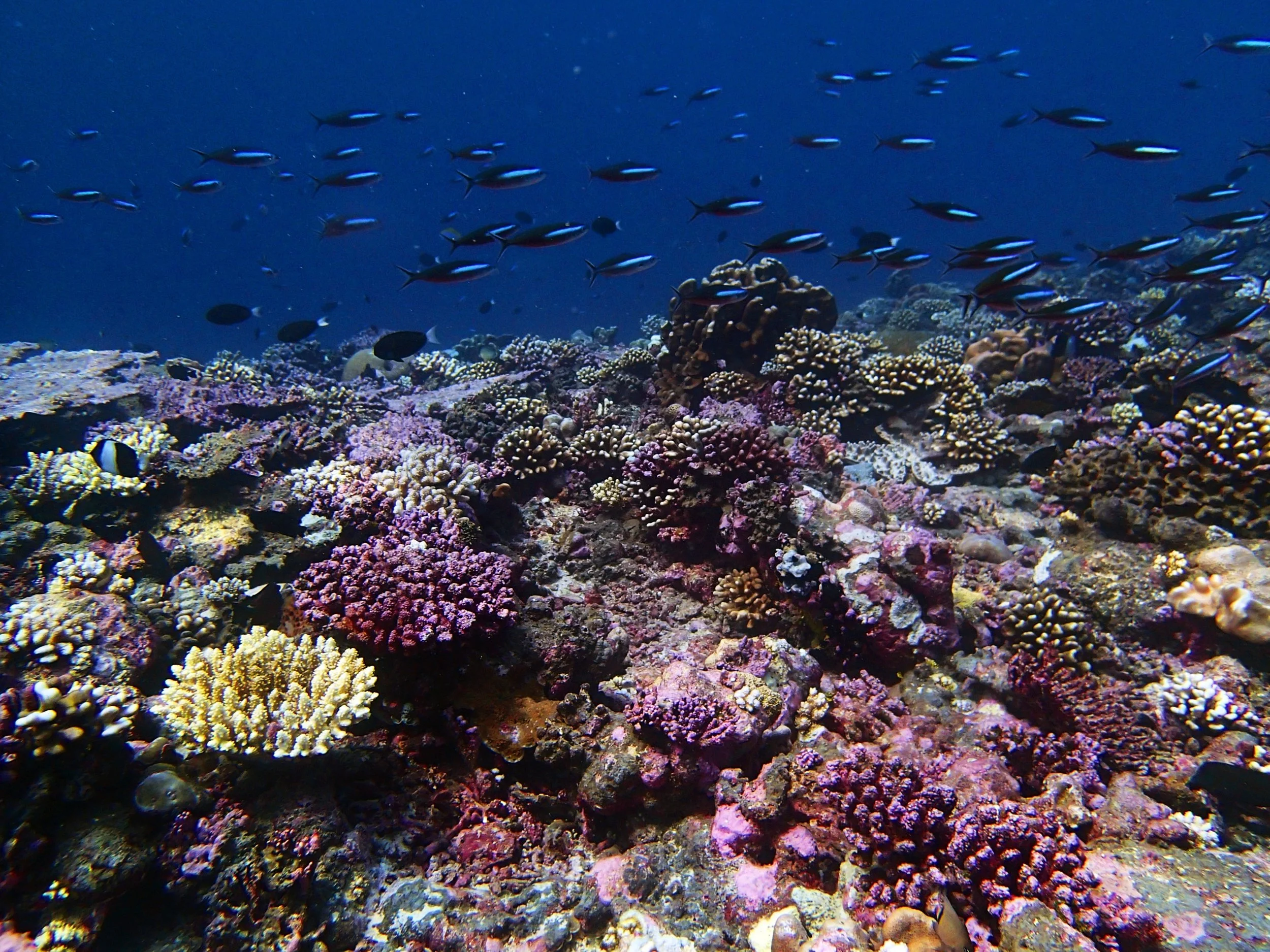 P4240876.jpg