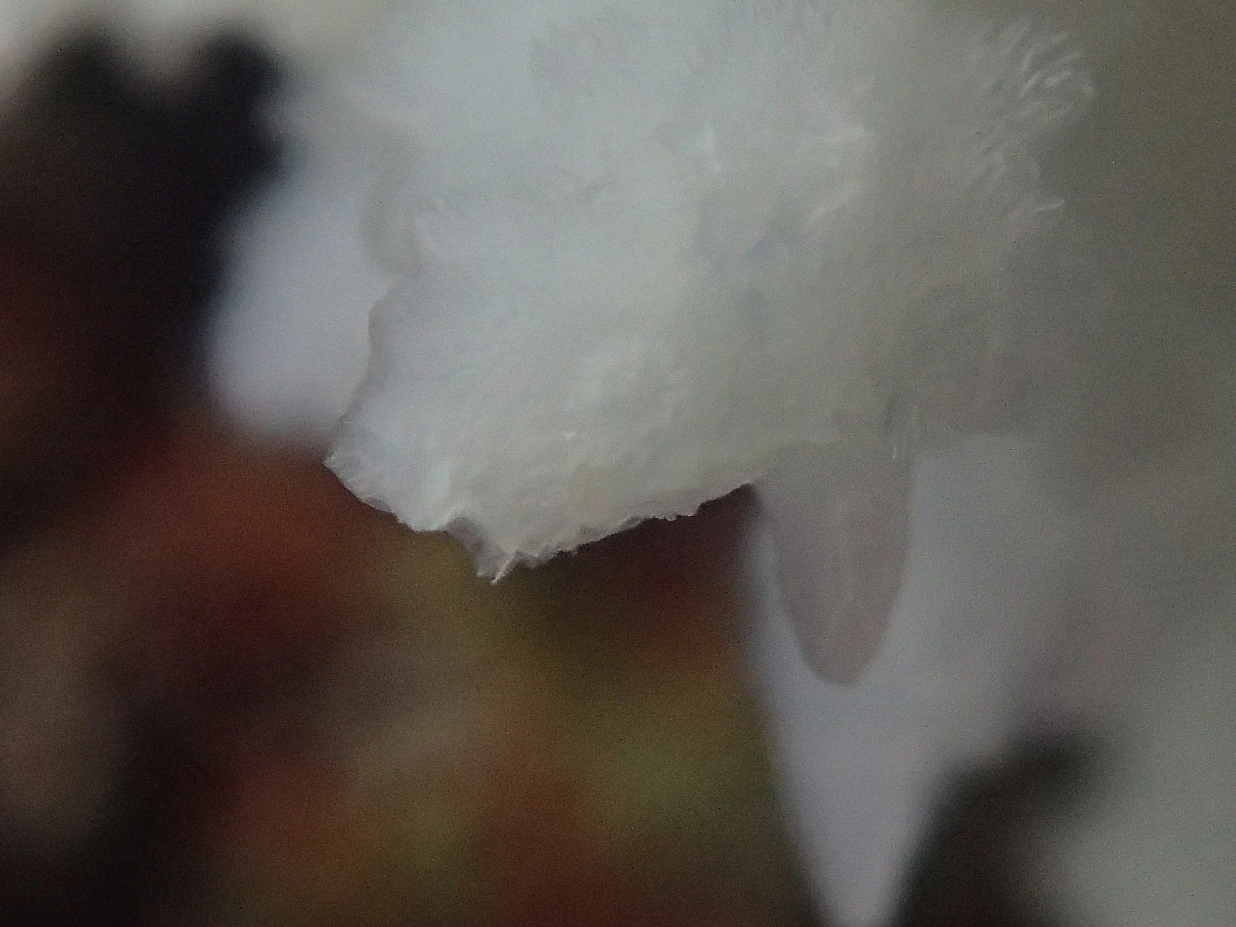 P4240855.jpg