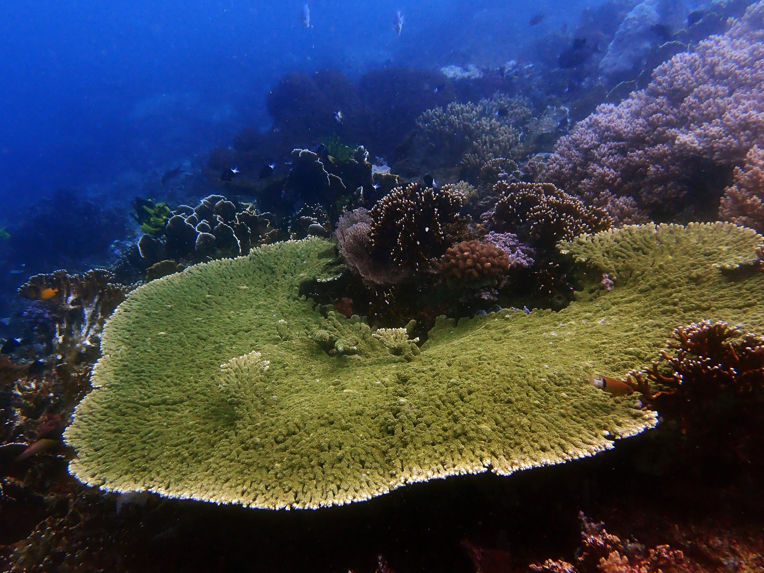 Acropora table.jpg