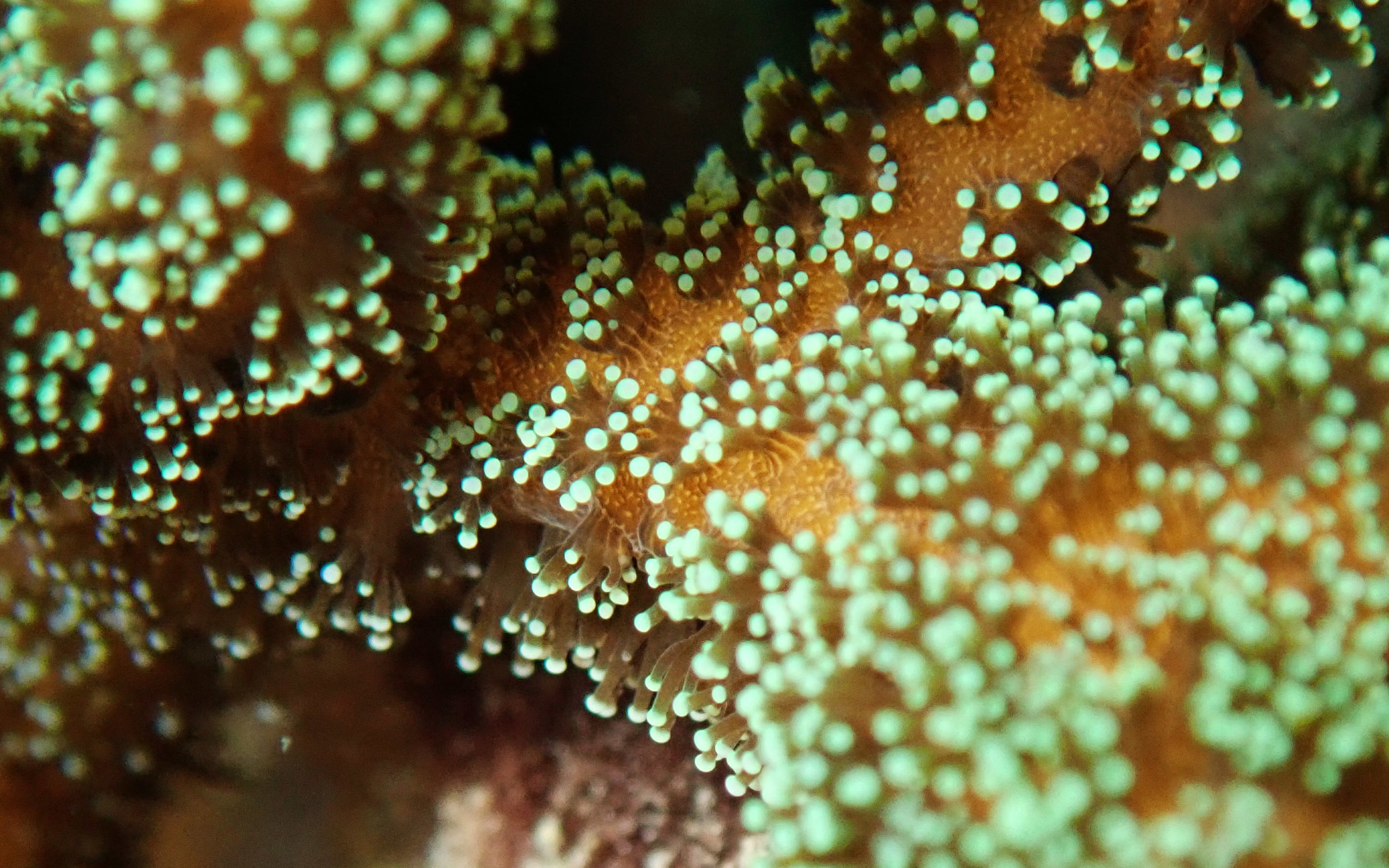 fluorescent corals.jpg