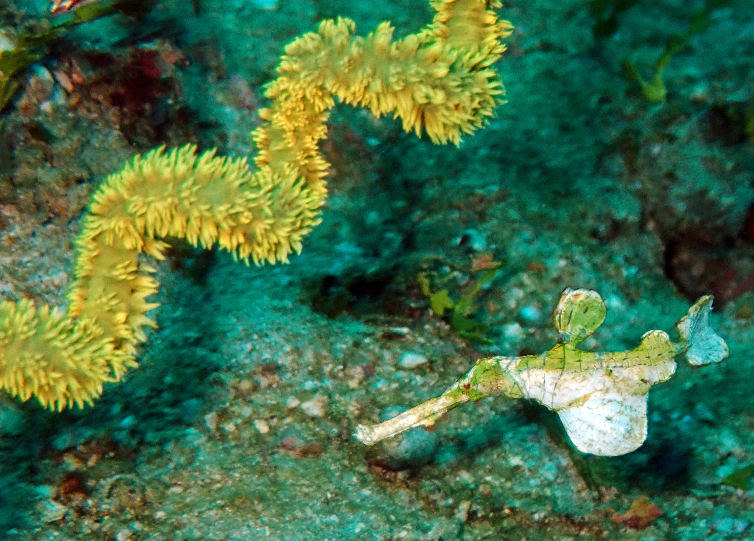 Halimeda ghost pipefish.jpg