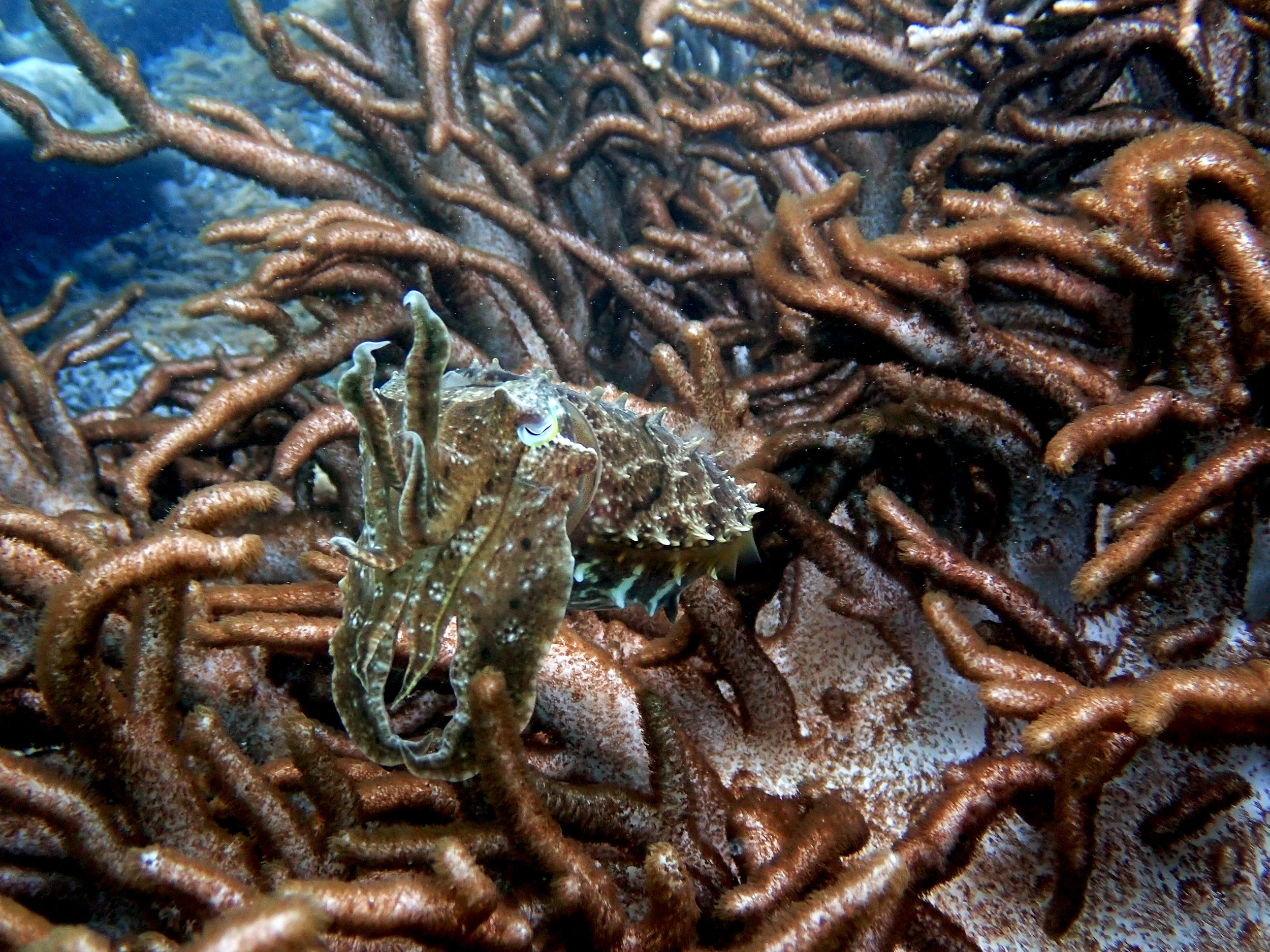 cuttlefish near wreck.jpg