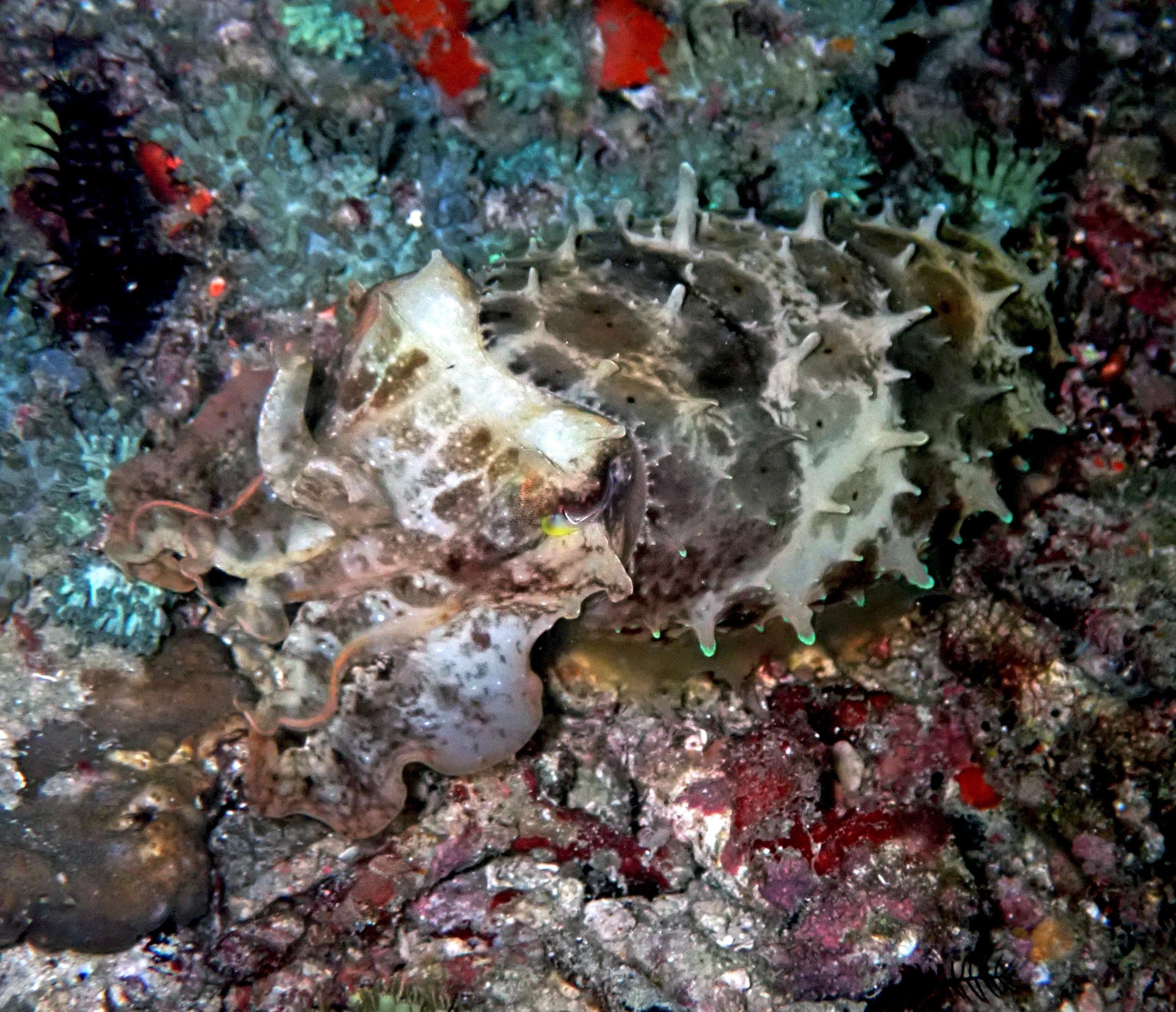 cuttlefish Komodo.jpg