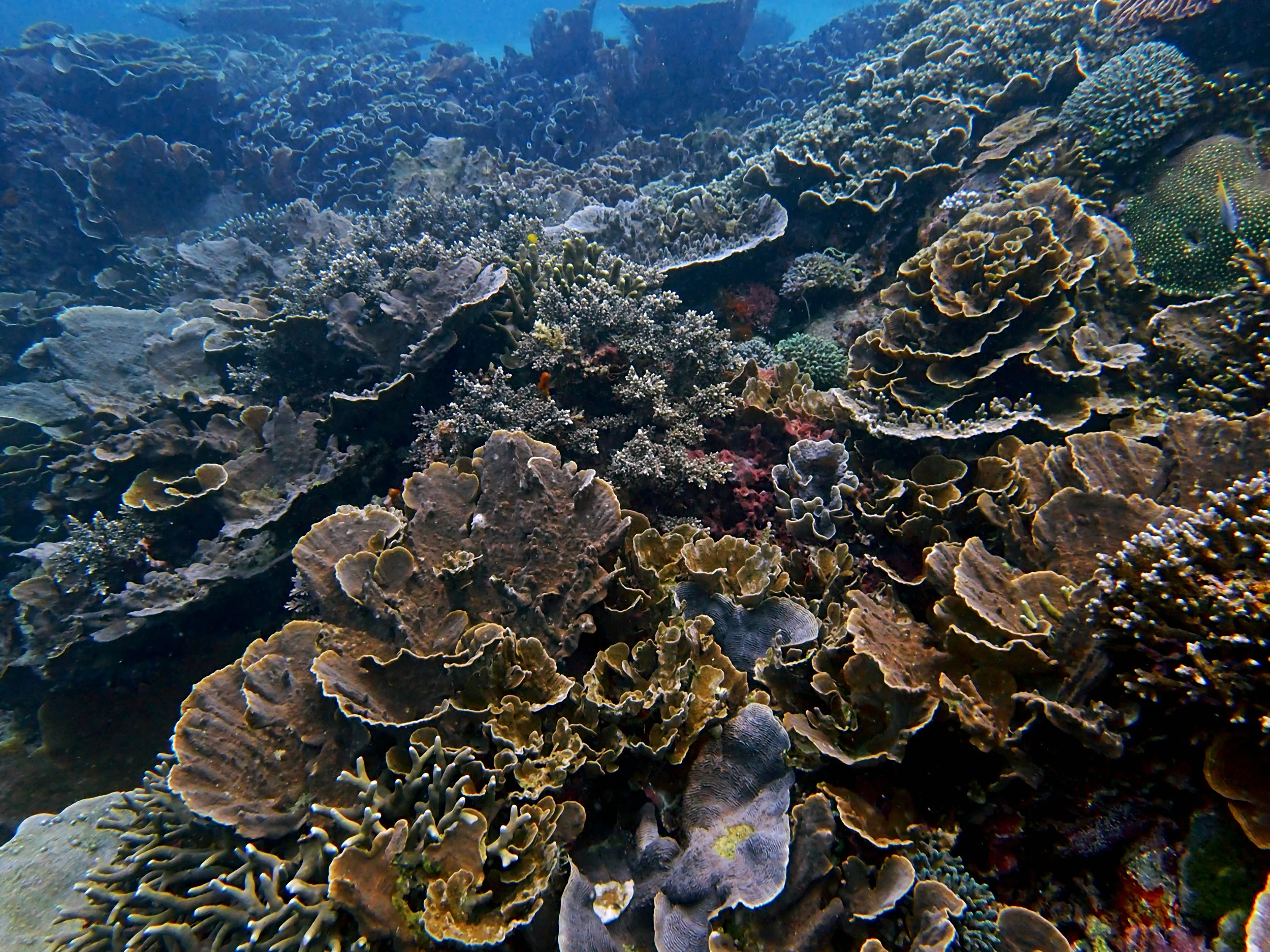 Komodo National Park.jpg
