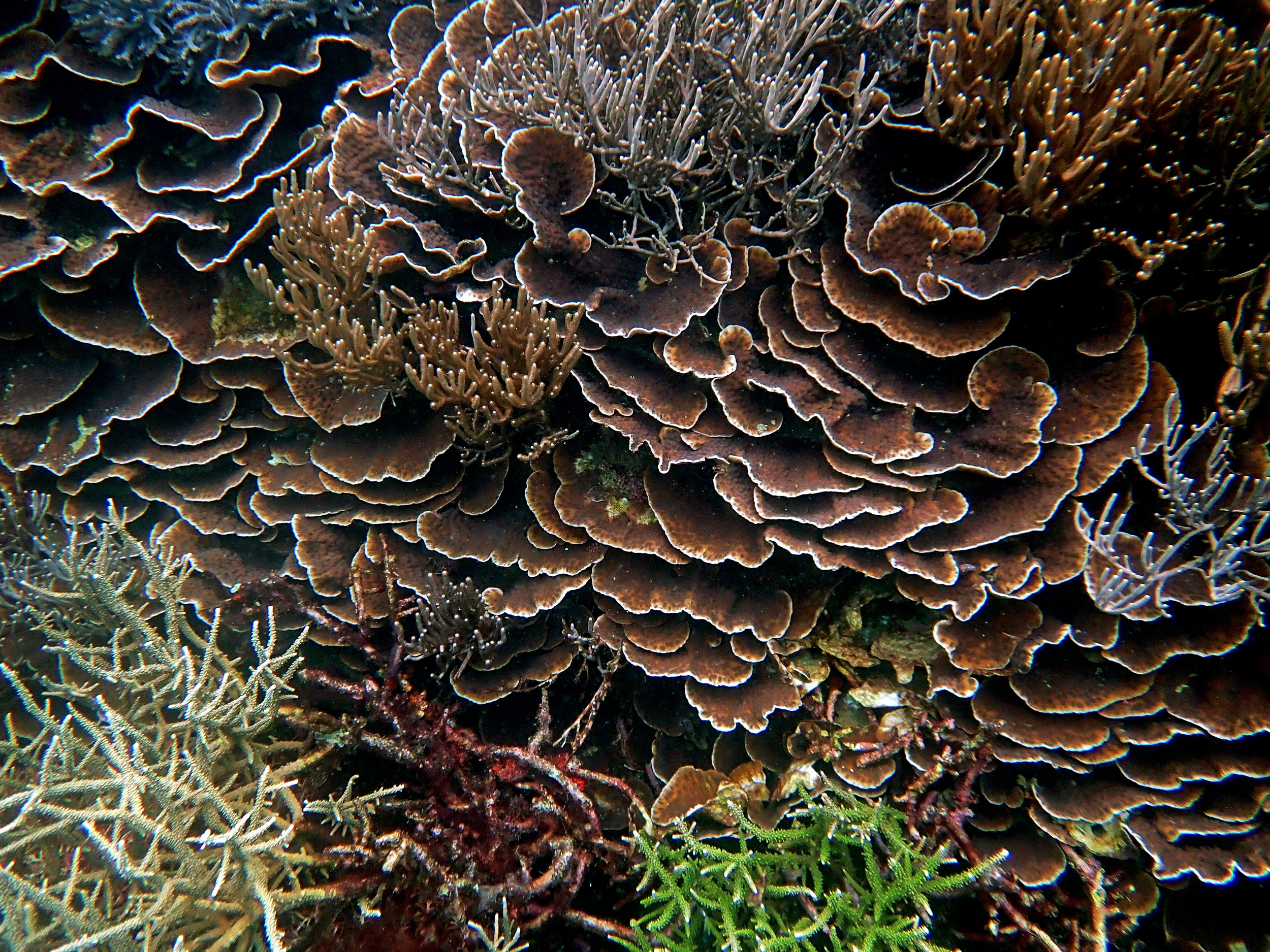 100% coral.jpg
