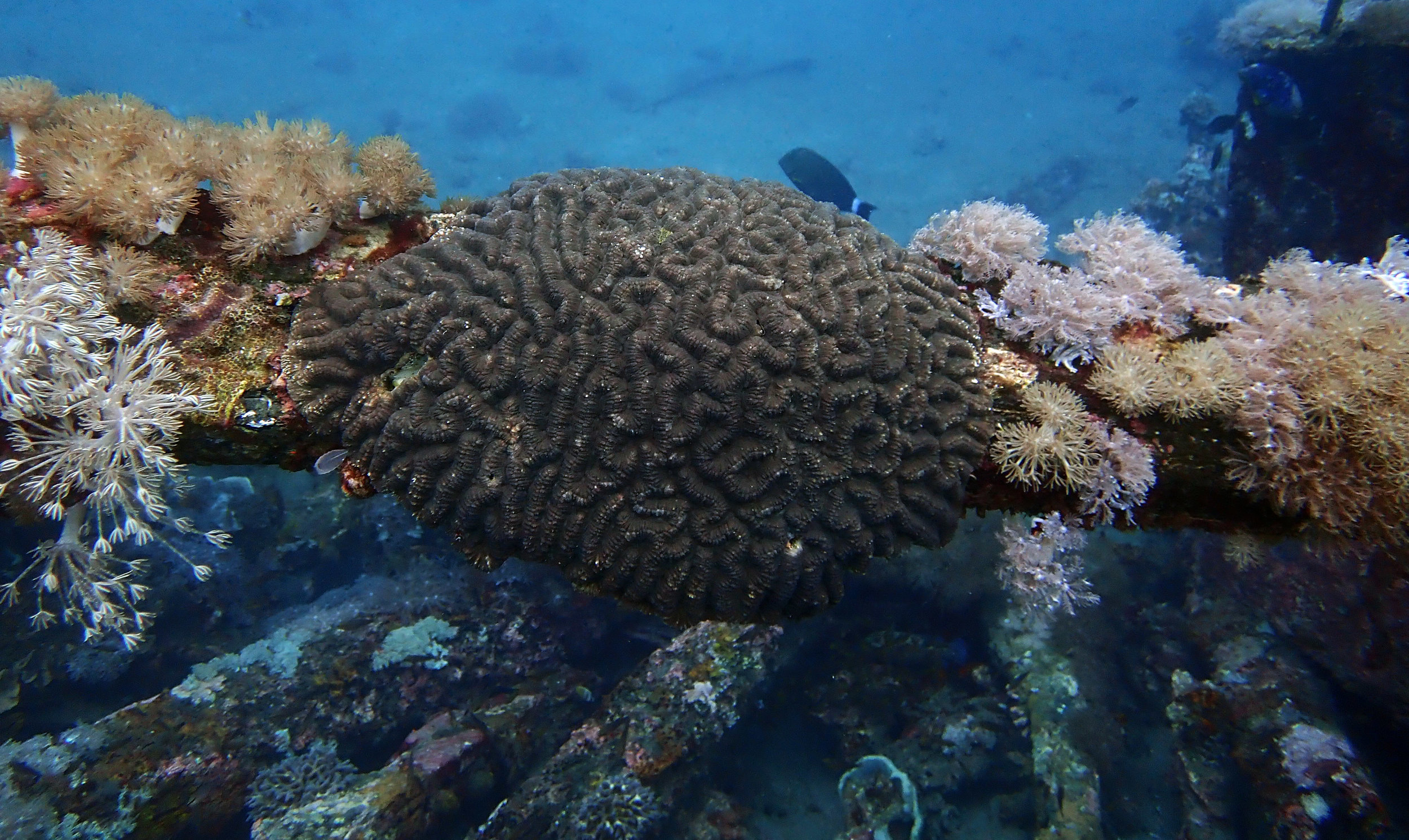 coral on shipwreck.jpg