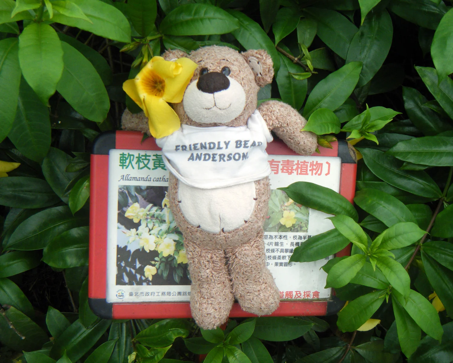 Friendly Bear Editorial Service Anderson B Mayfield Ph D