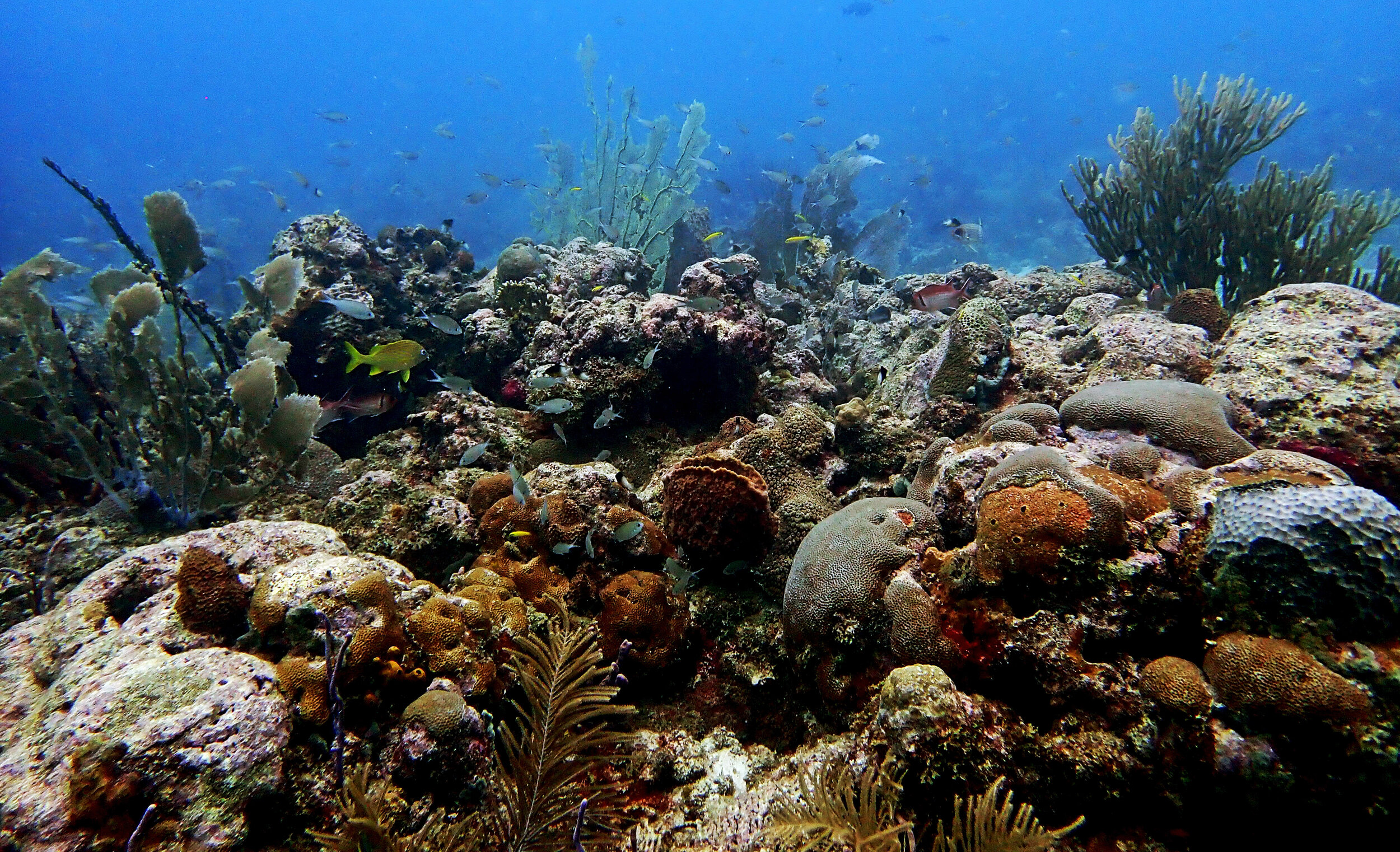 Bajan reef.jpg