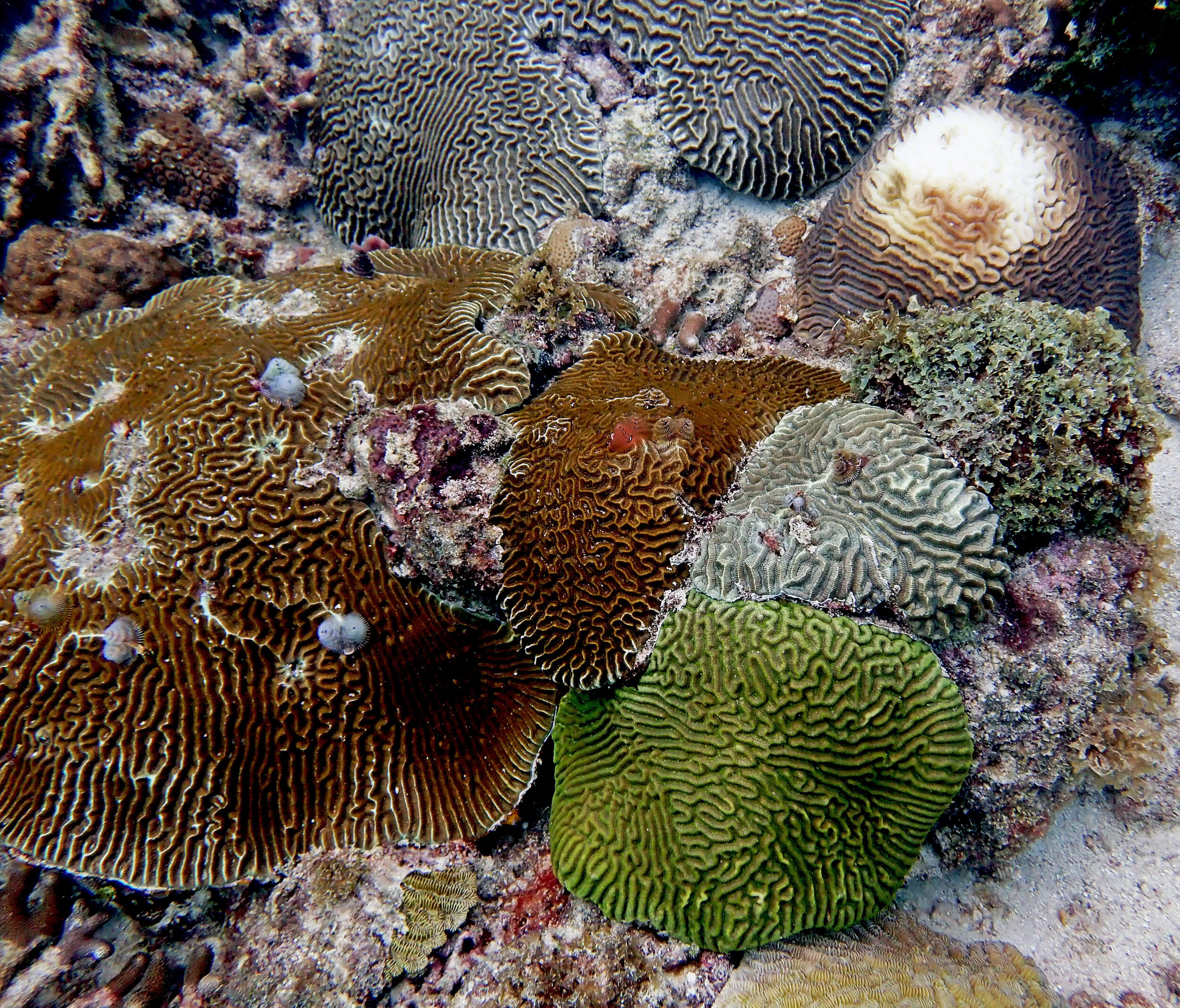 brain corals.jpg