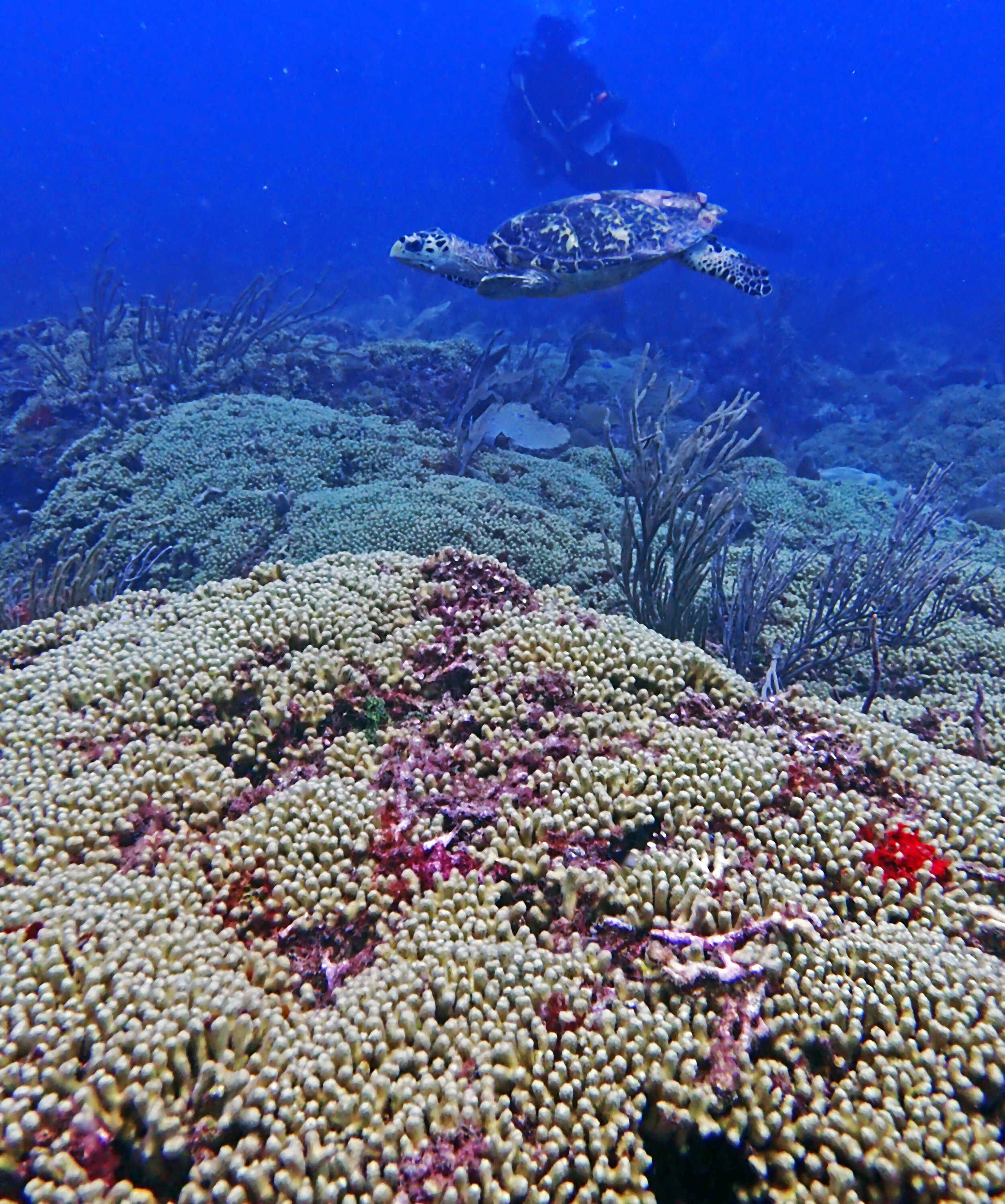 Madracis-dominated reef.jpg